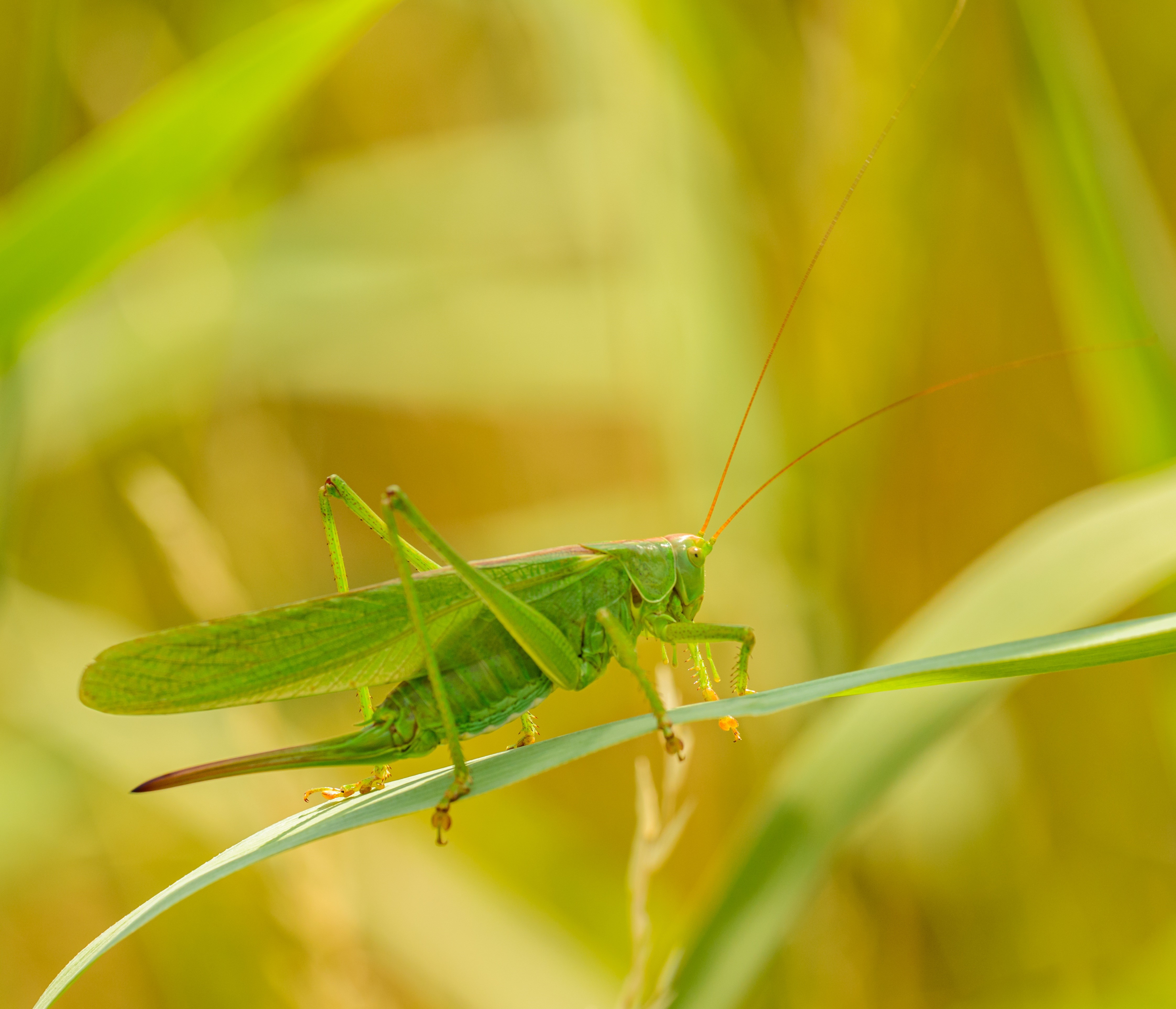 Green grasshopper on a blade of grass HD Wallpaper