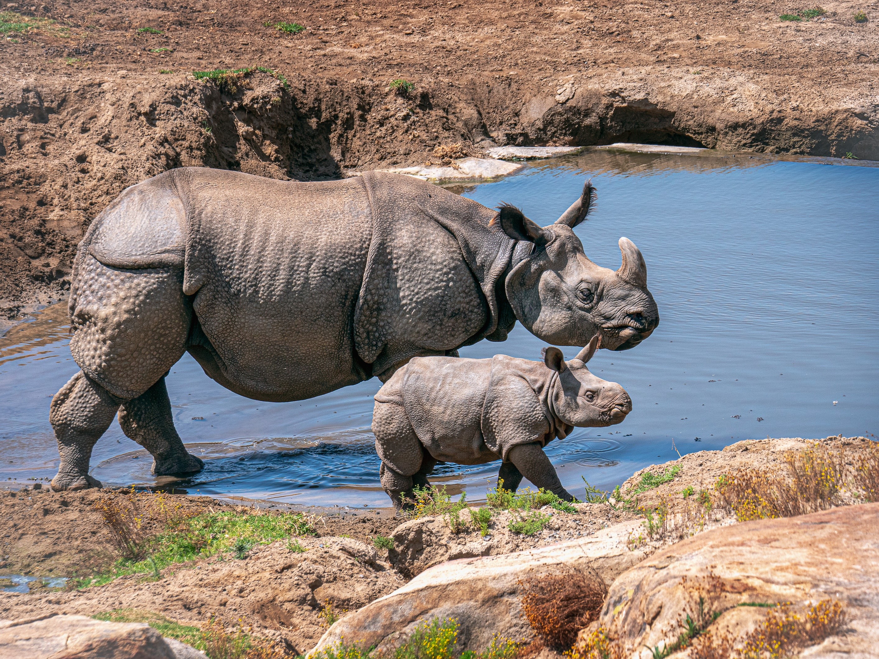 Mother and baby rhinoceros by the water HD Wallpaper