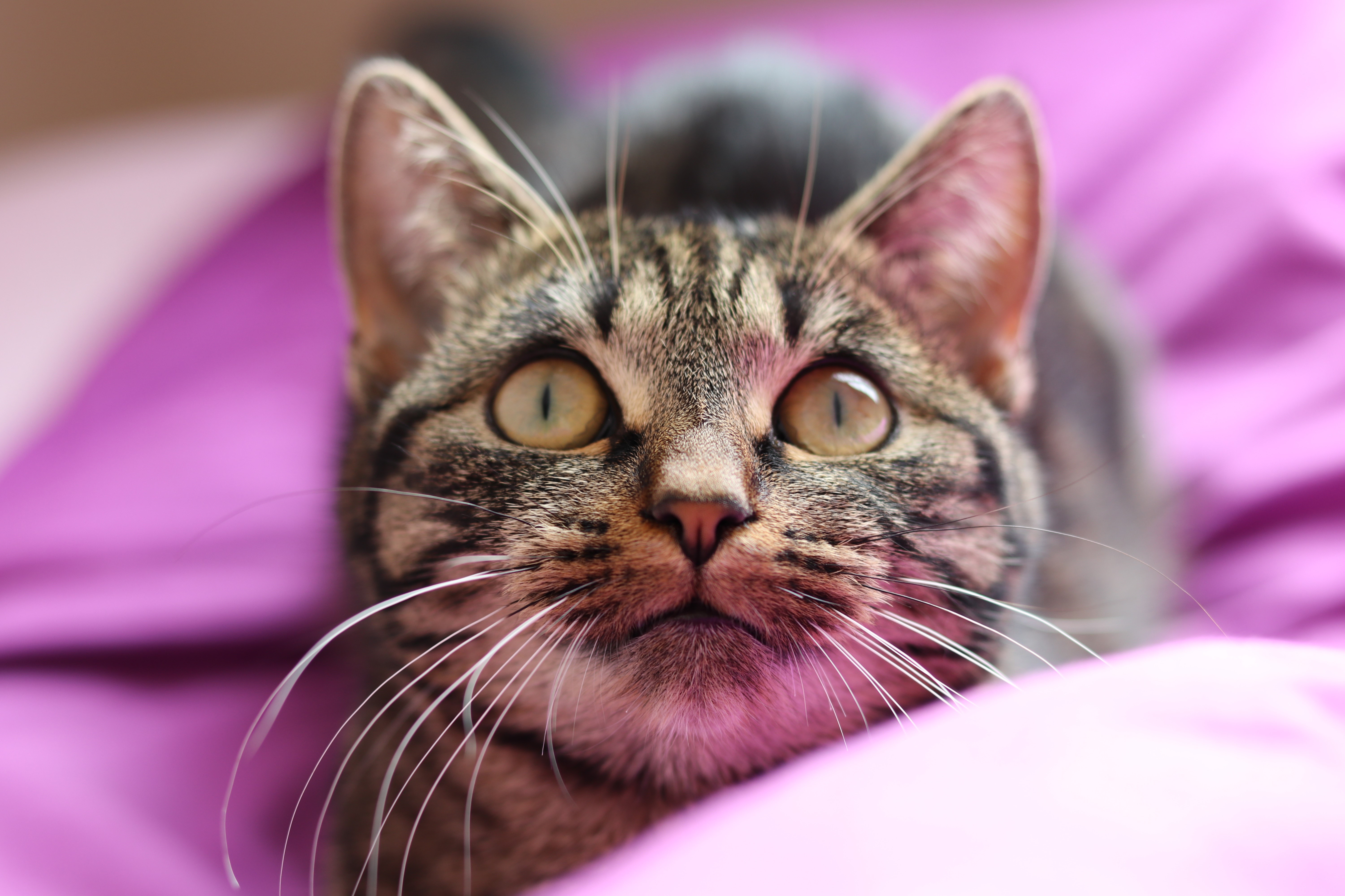 Close-up of a tabby cat's face HD Wallpaper