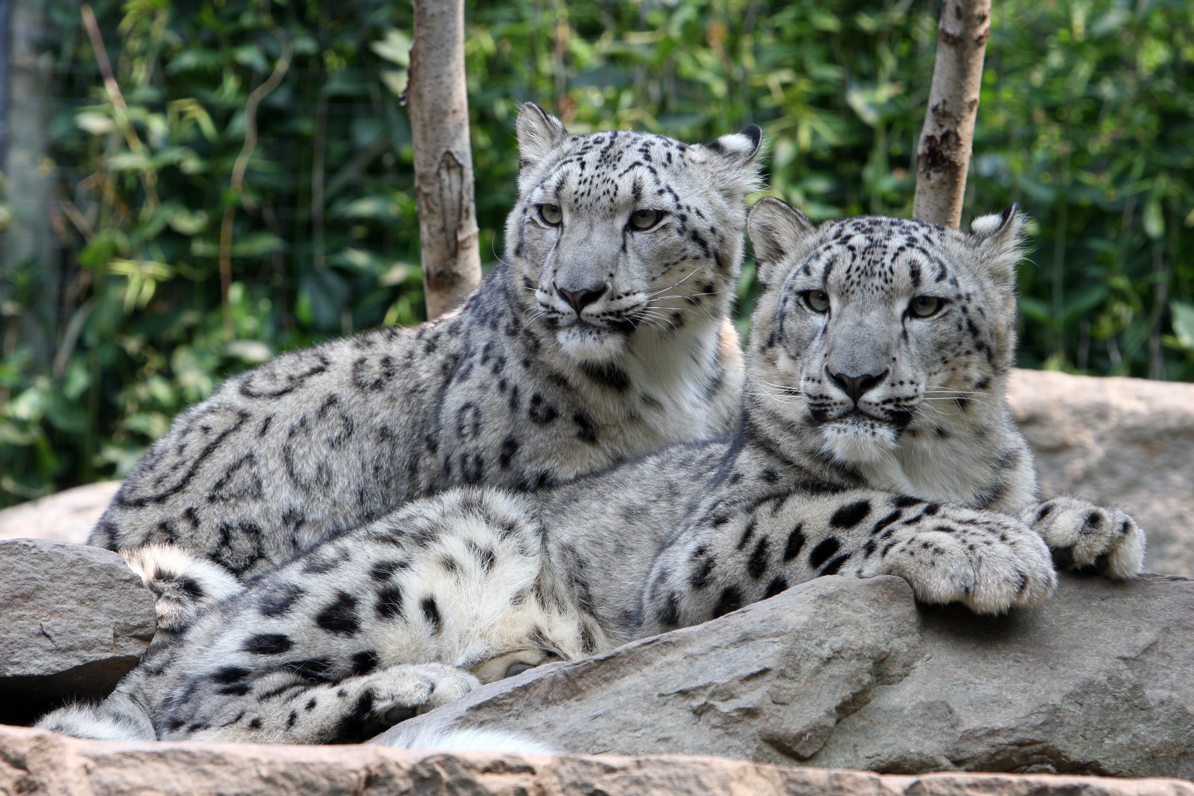 Two snow leopards lying on stones HD Wallpaper