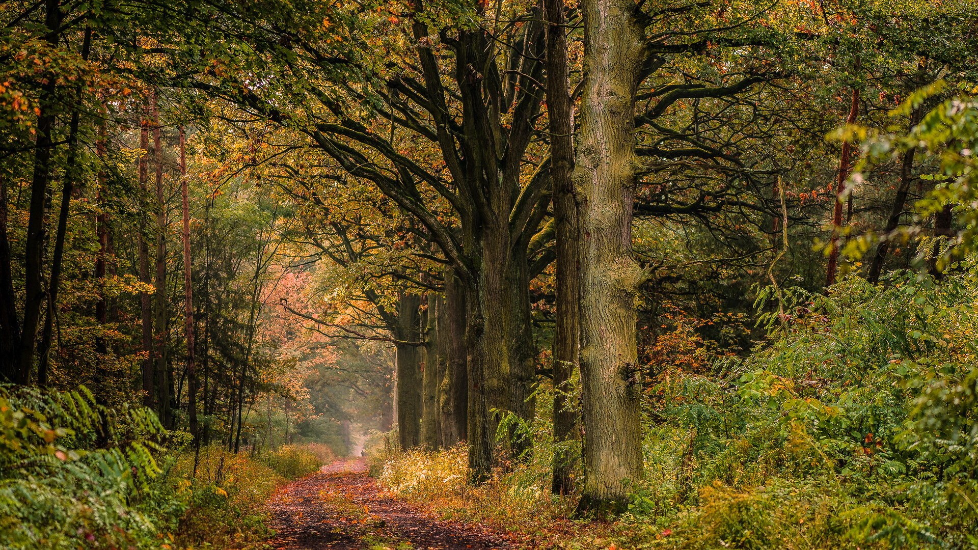 Autumn forest path with large trees HD Wallpaper