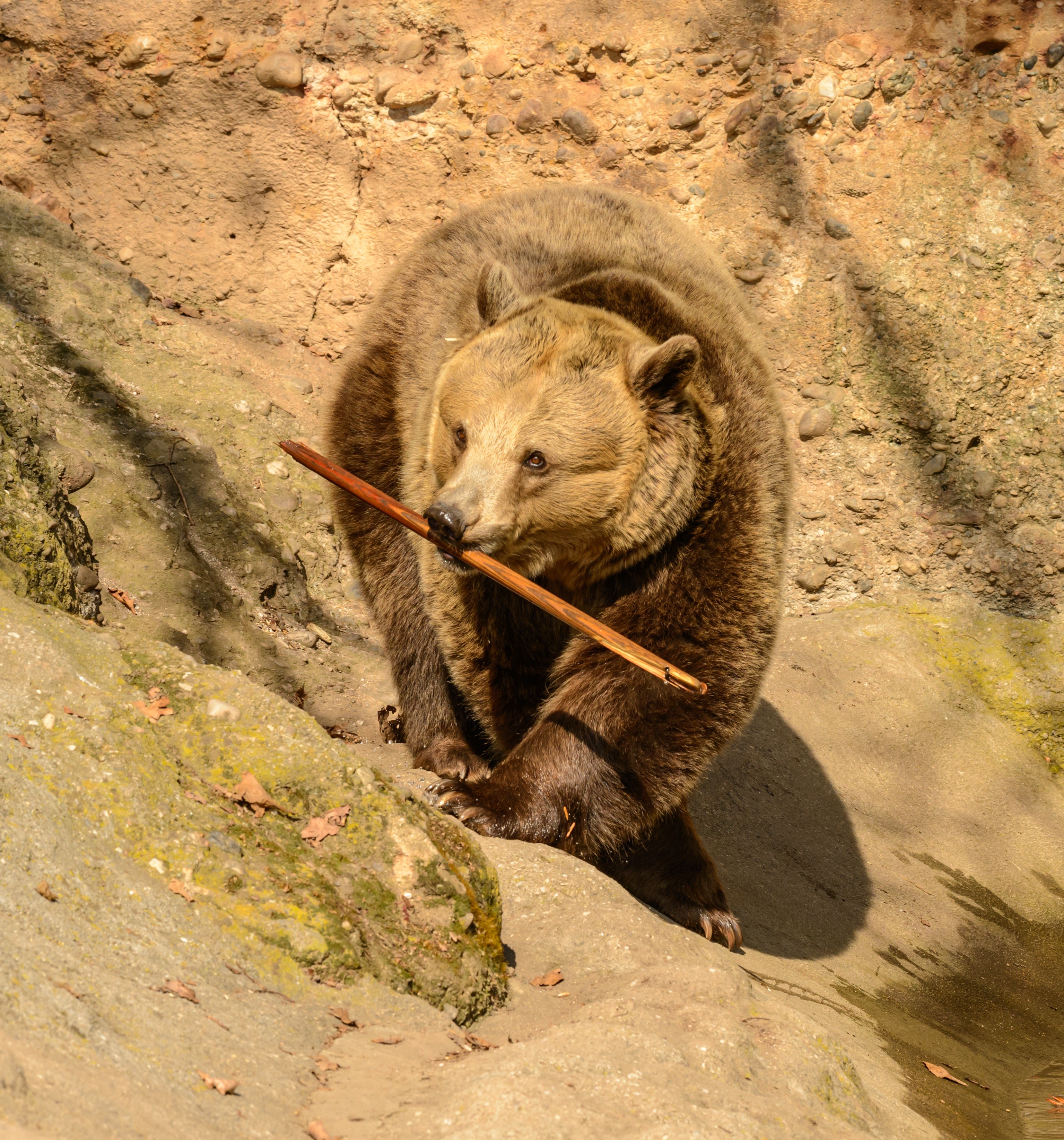 Brown Bear Holding a Stick in its Mouth HD Wallpaper