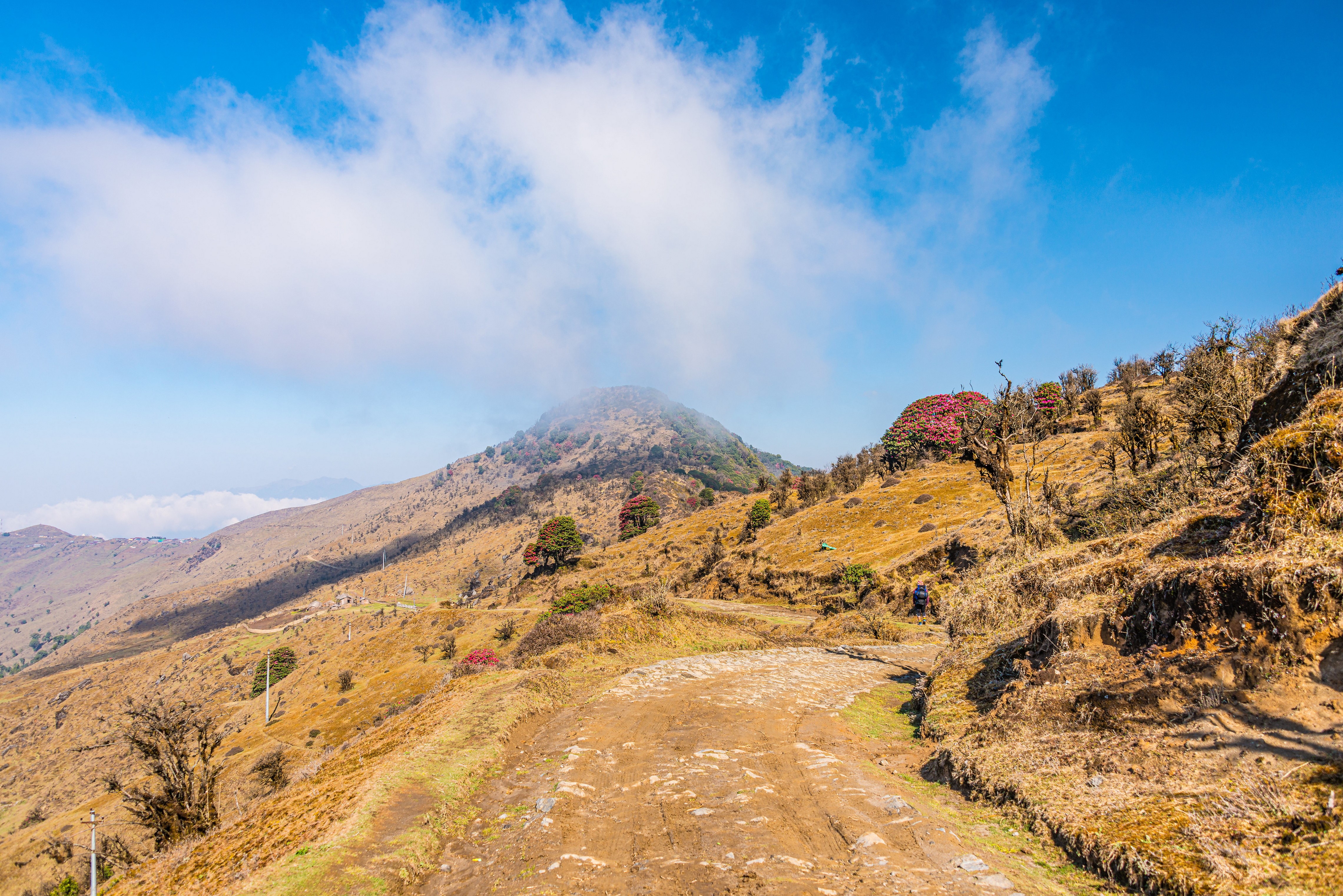 Trail through Singalila National Park, West Bengal, India HD Wallpaper