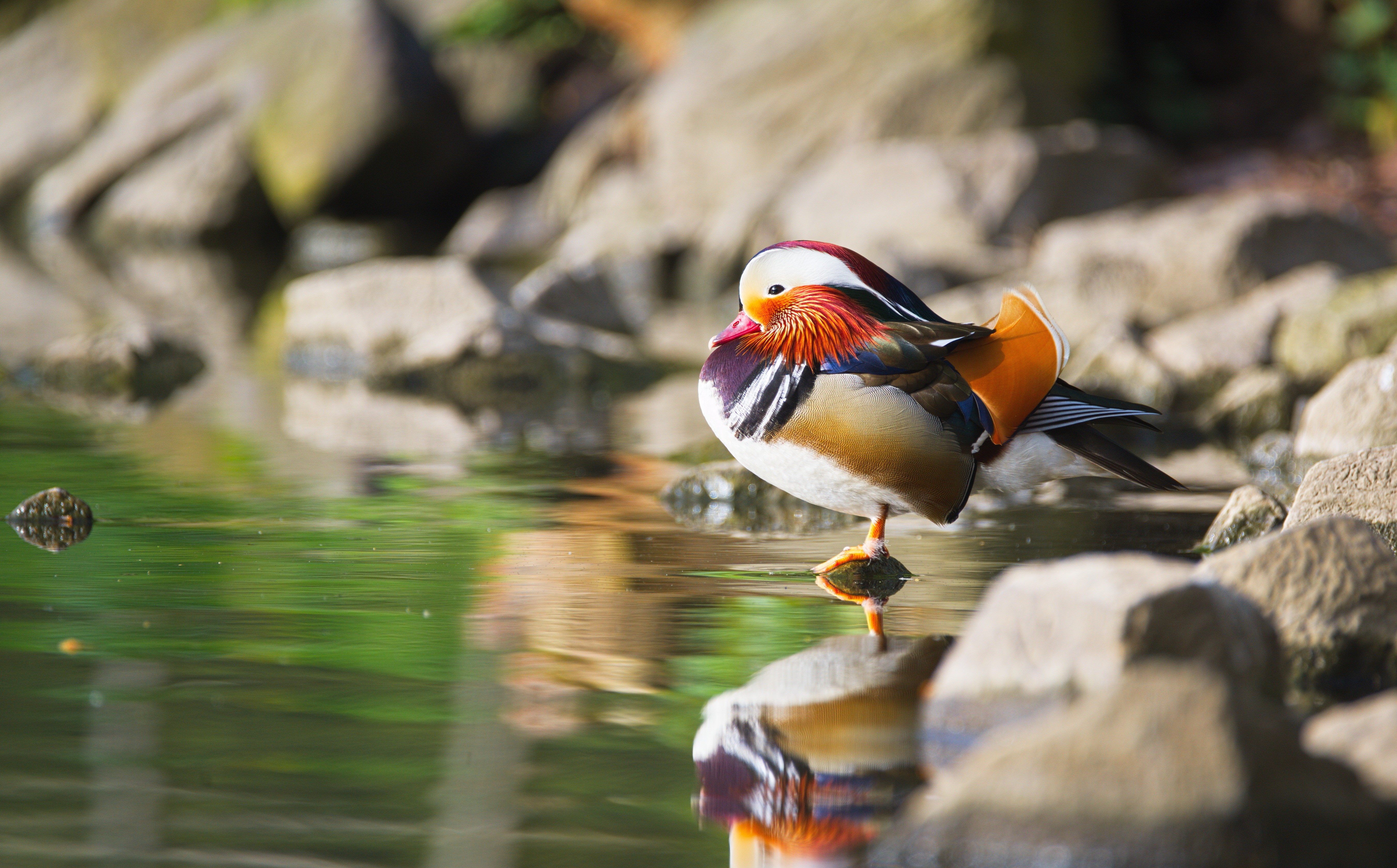 Mandarin duck standing on a rock in water HD Wallpaper