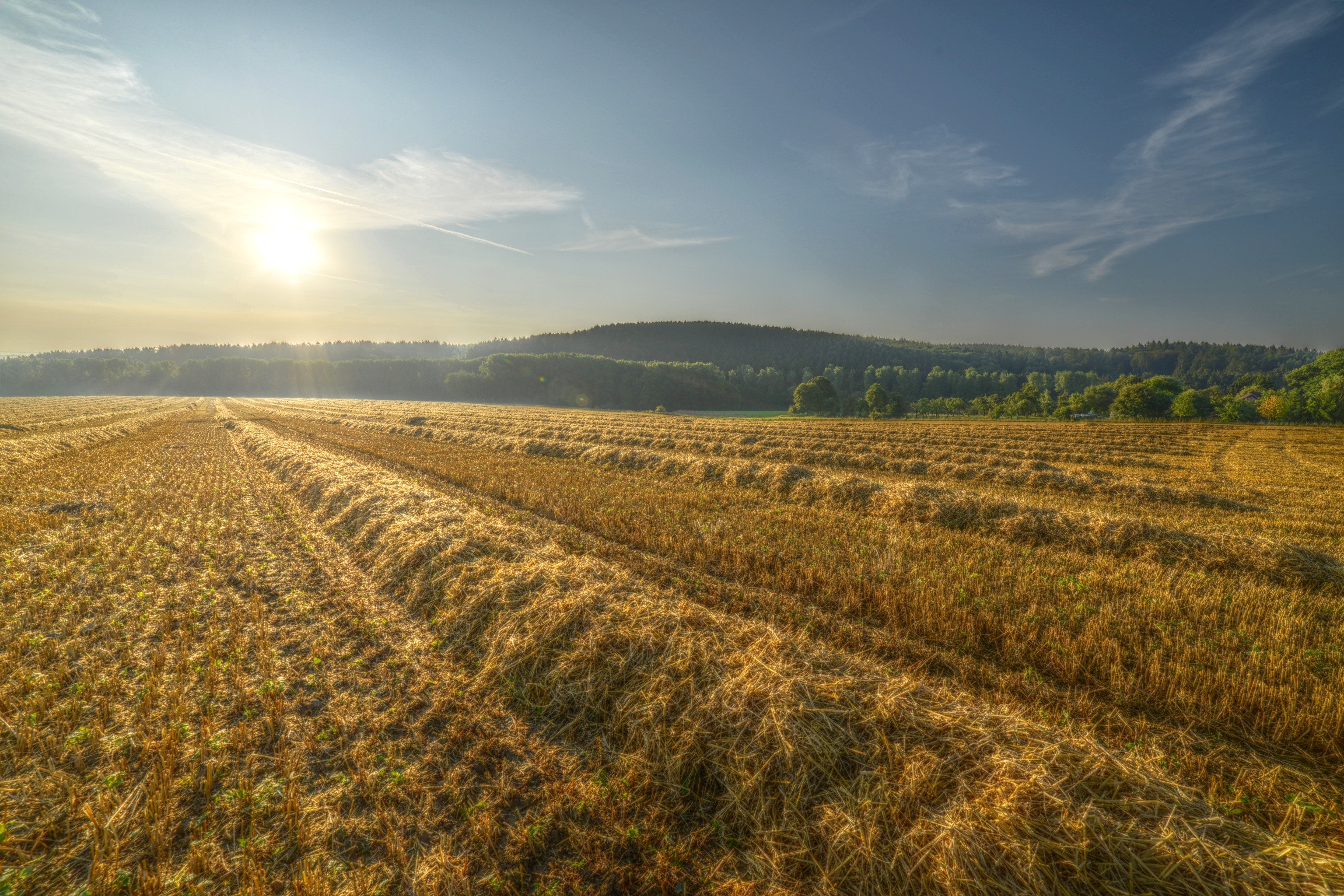 Harvested field with rows of hay under a bright sun HD Wallpaper
