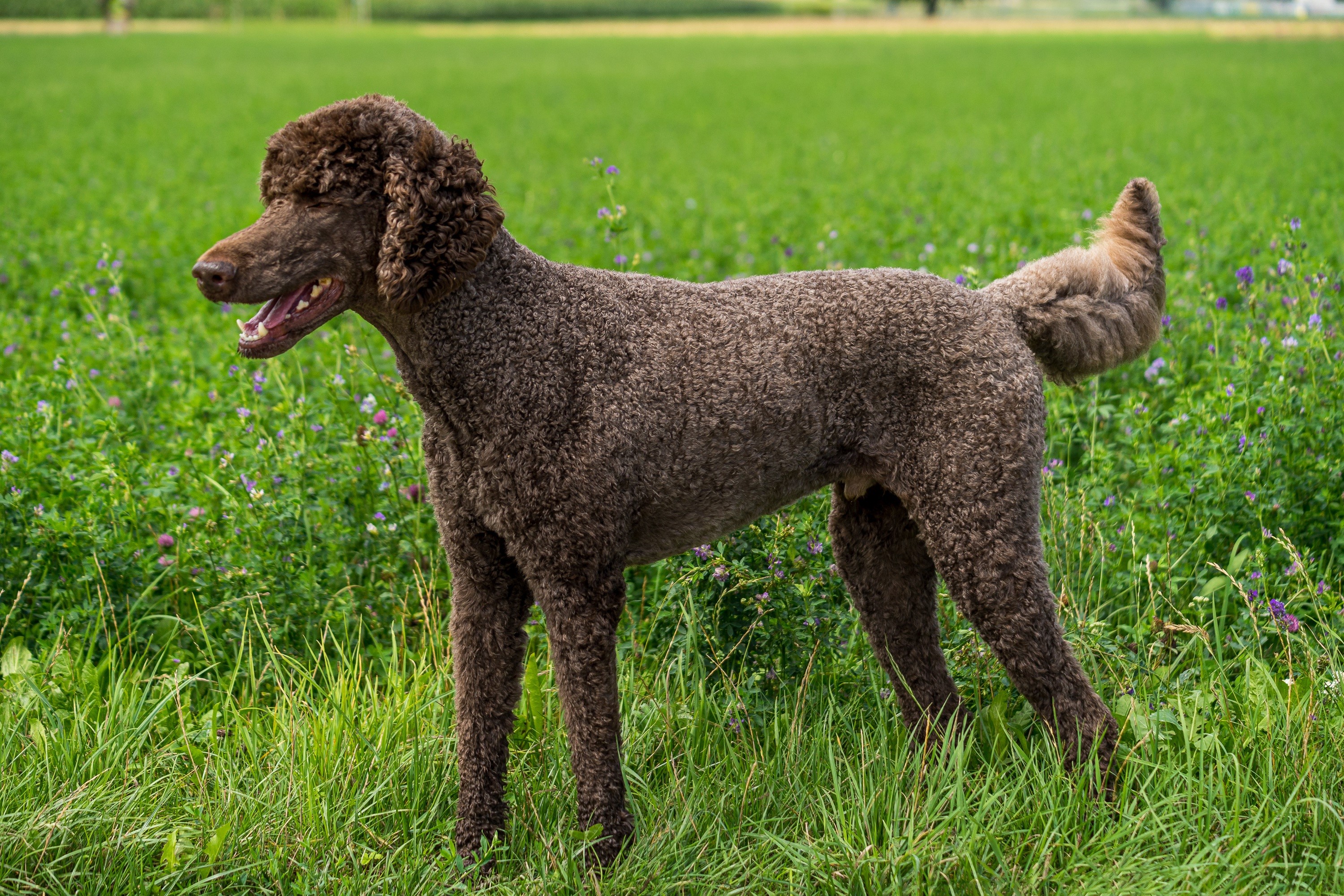 Brown Poodle standing in a grassy field HD Wallpaper