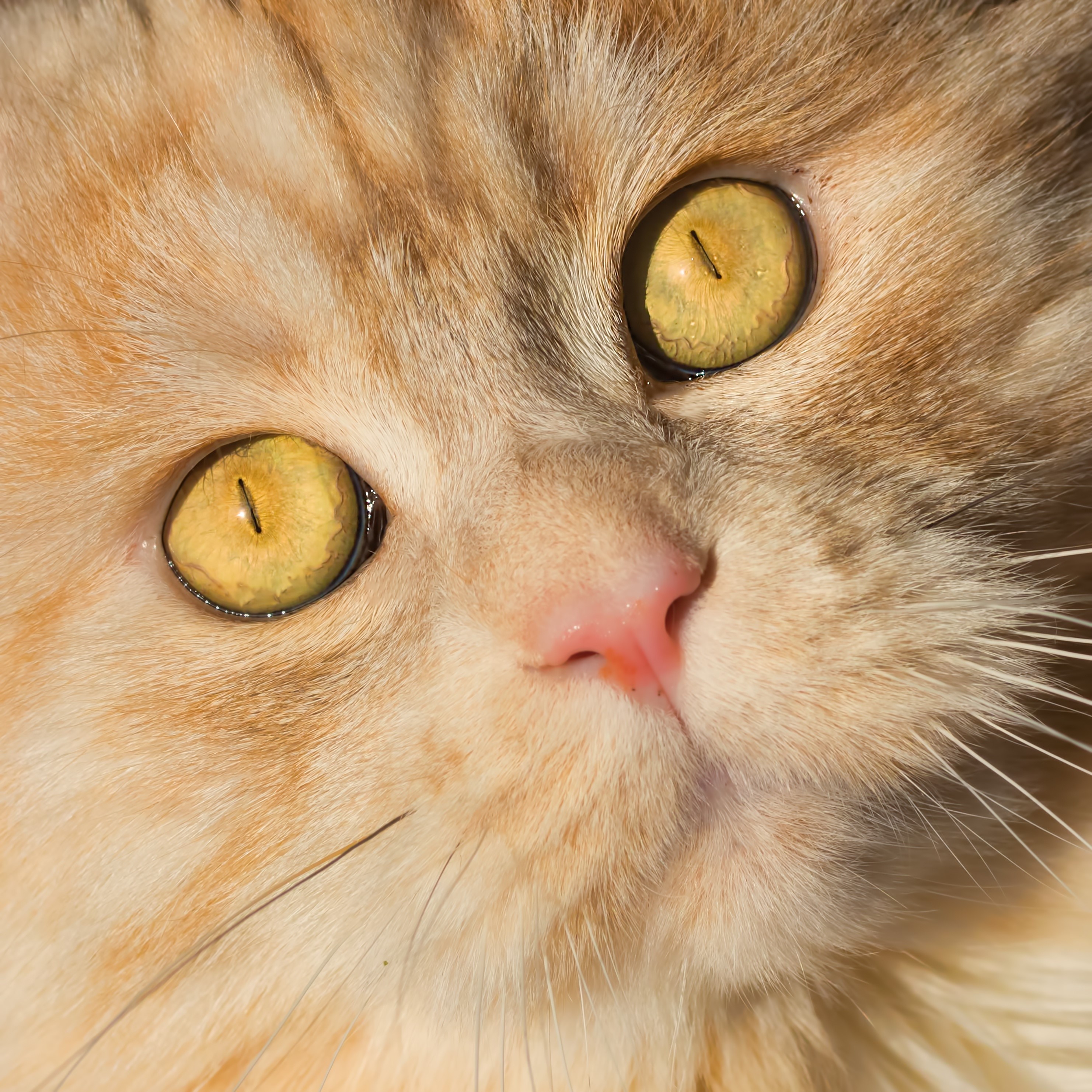 Close-up of a ginger cat's face with yellow eyes HD Wallpaper