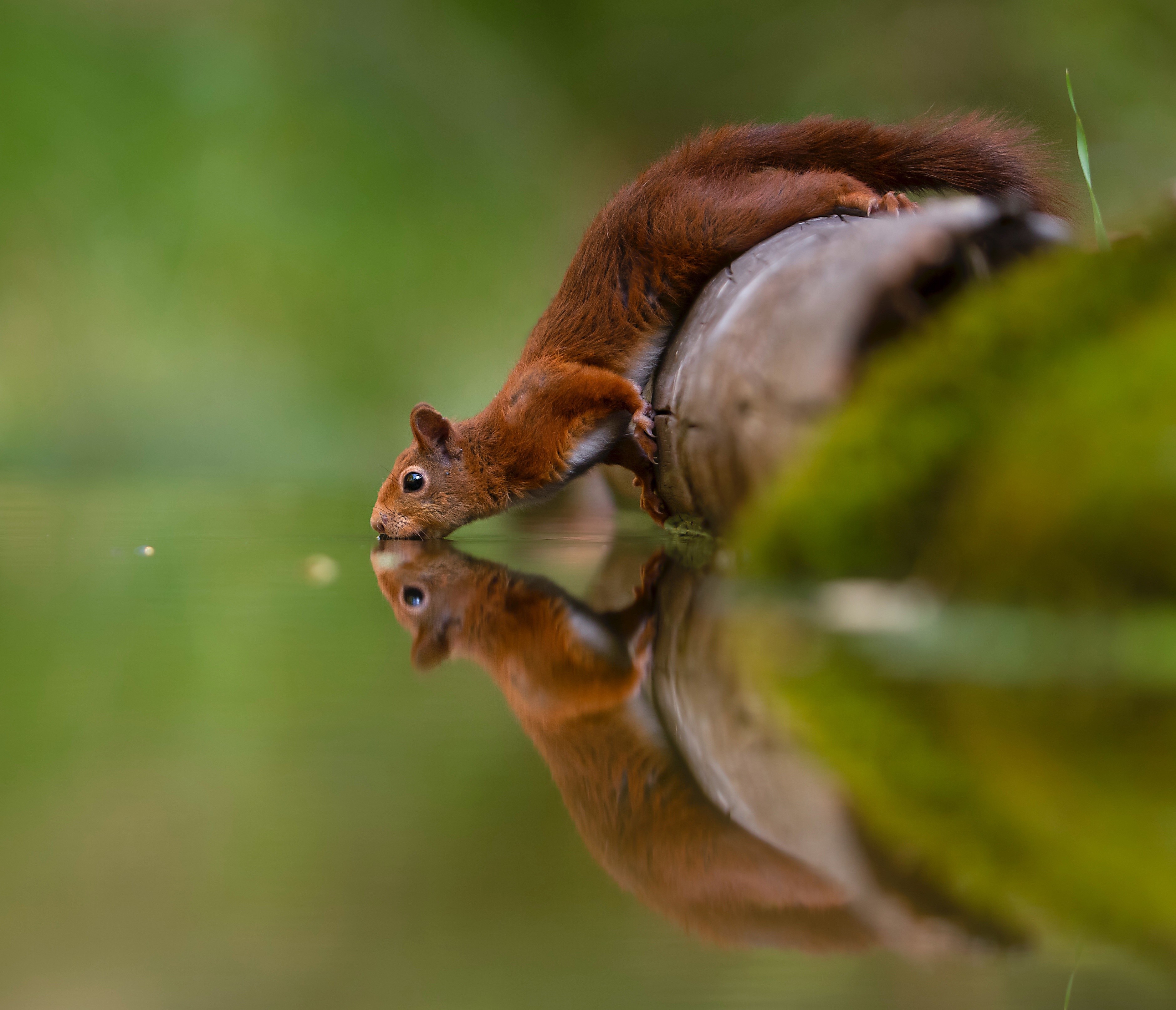 Red squirrel drinking water from a pond with reflection HD Wallpaper