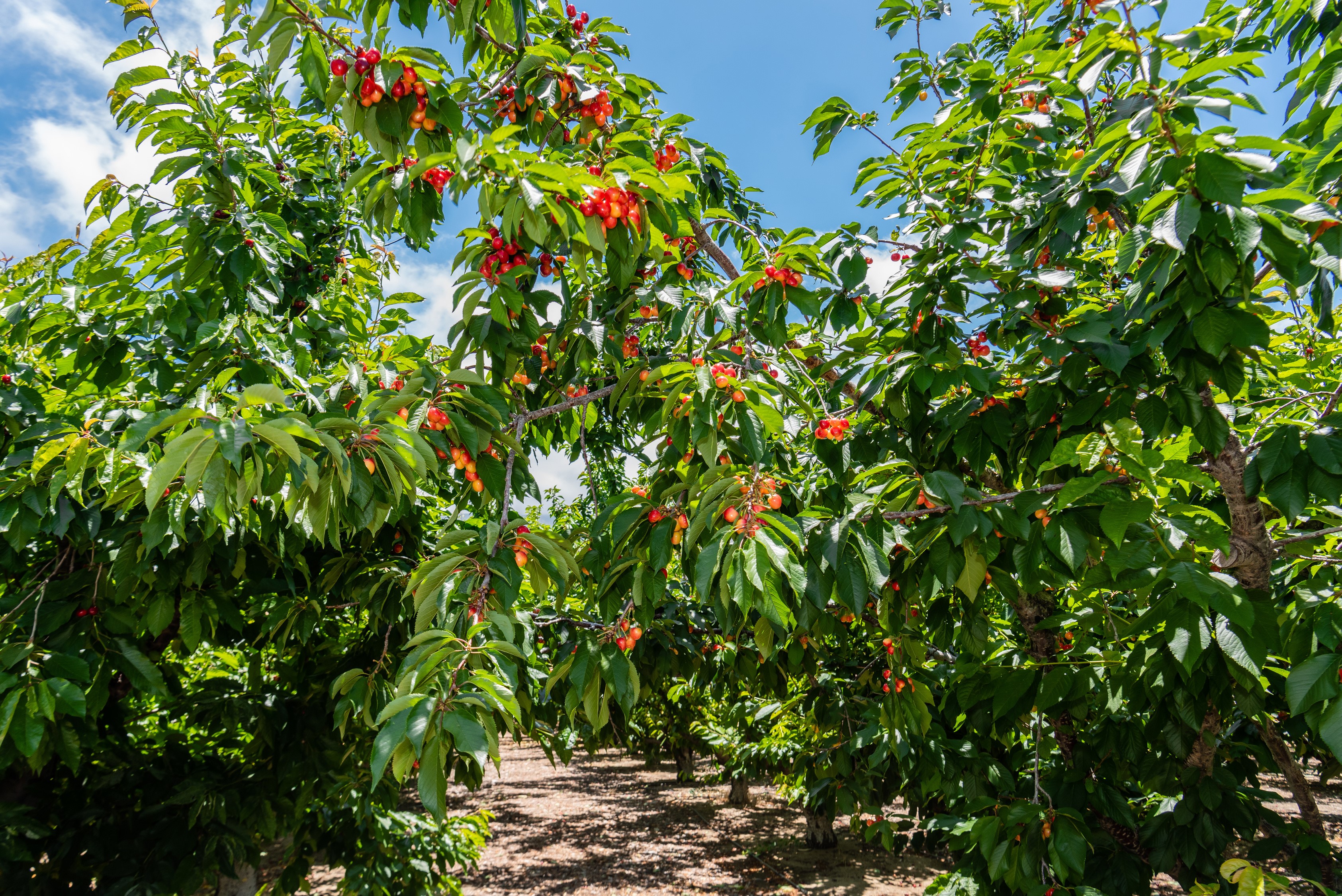 Cherry trees laden with ripe fruit in an orchard HD Wallpaper