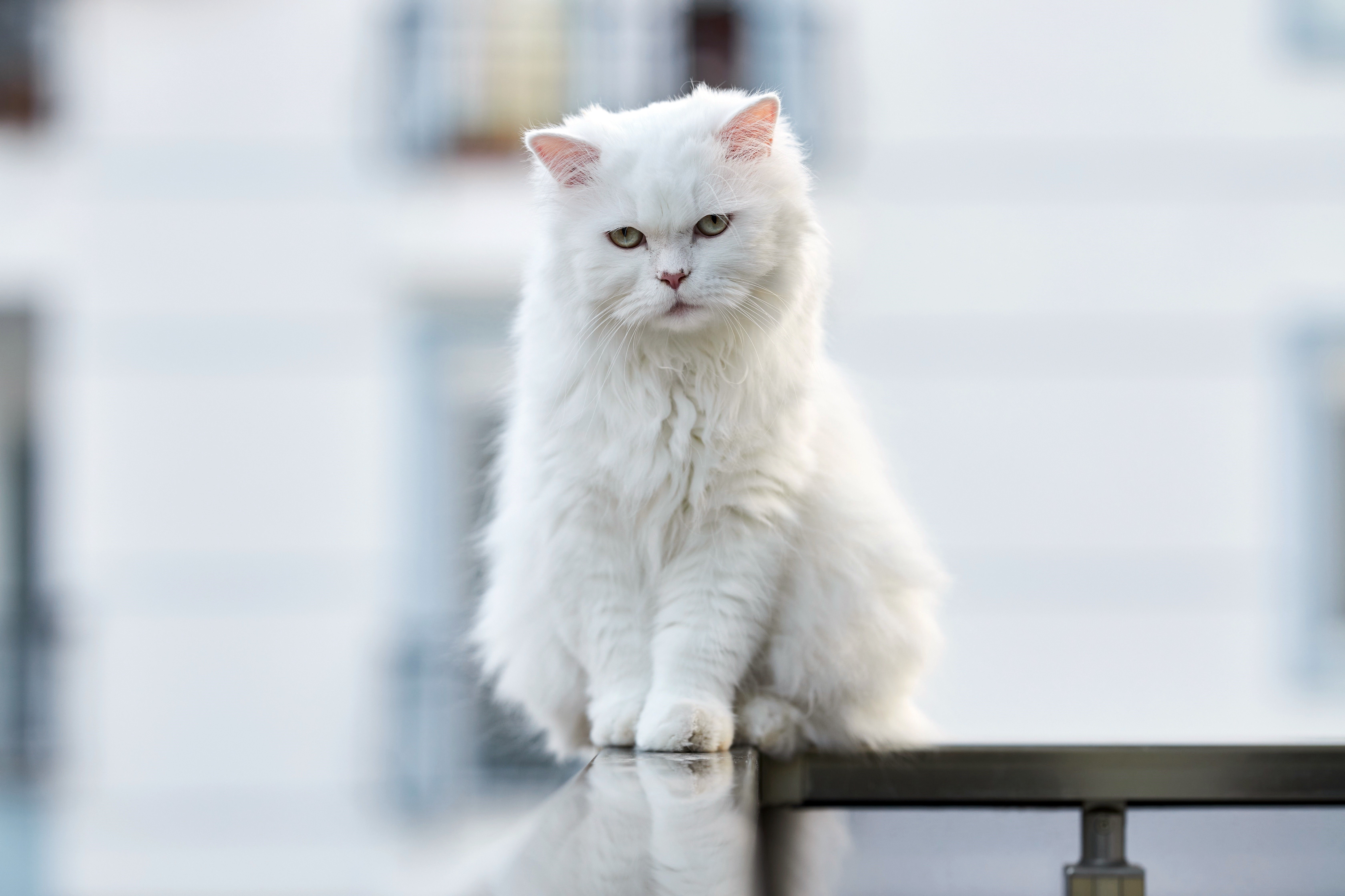 White Persian Cat Sitting on Railing HD Wallpaper