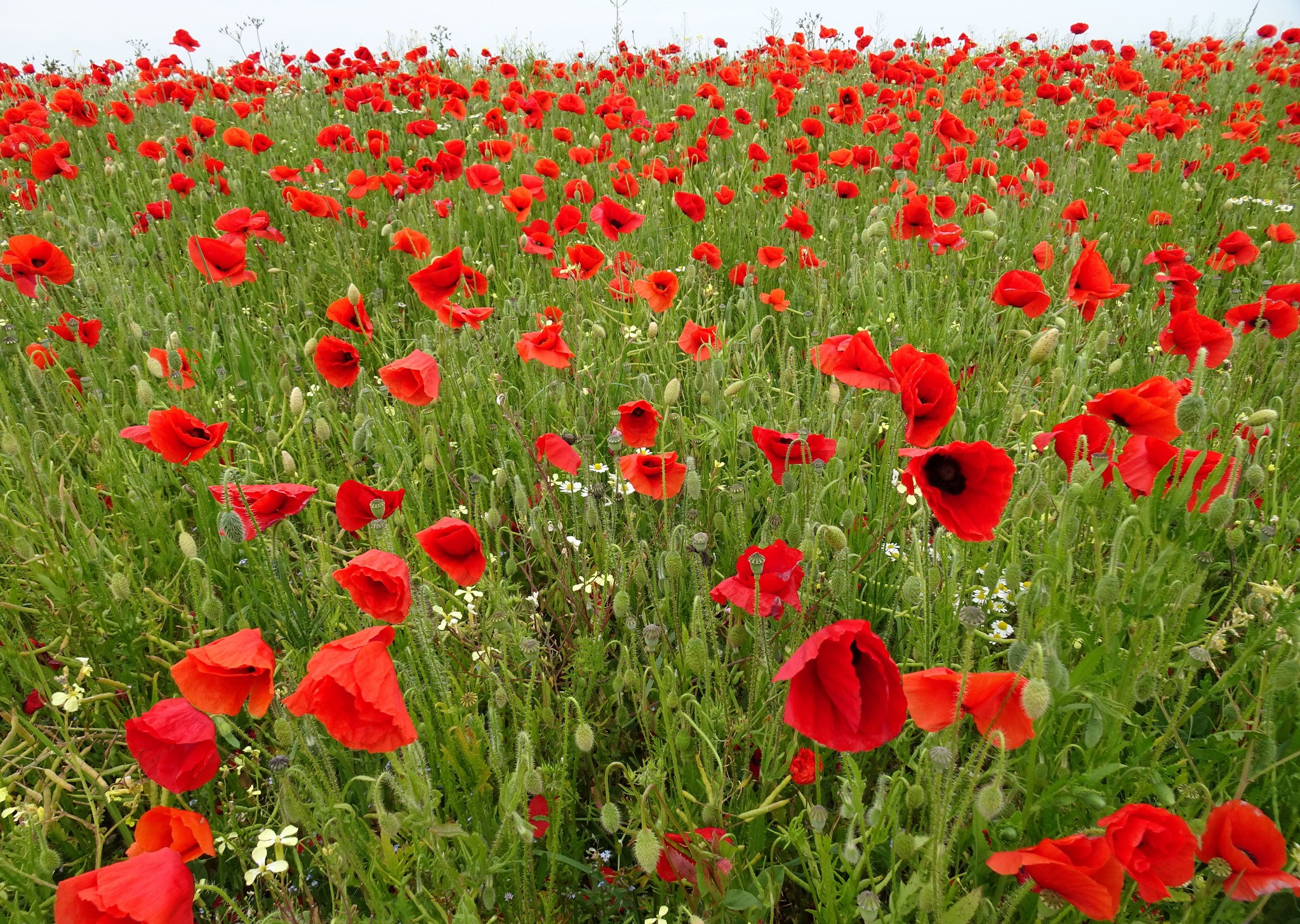 Field of red poppies HD Wallpaper