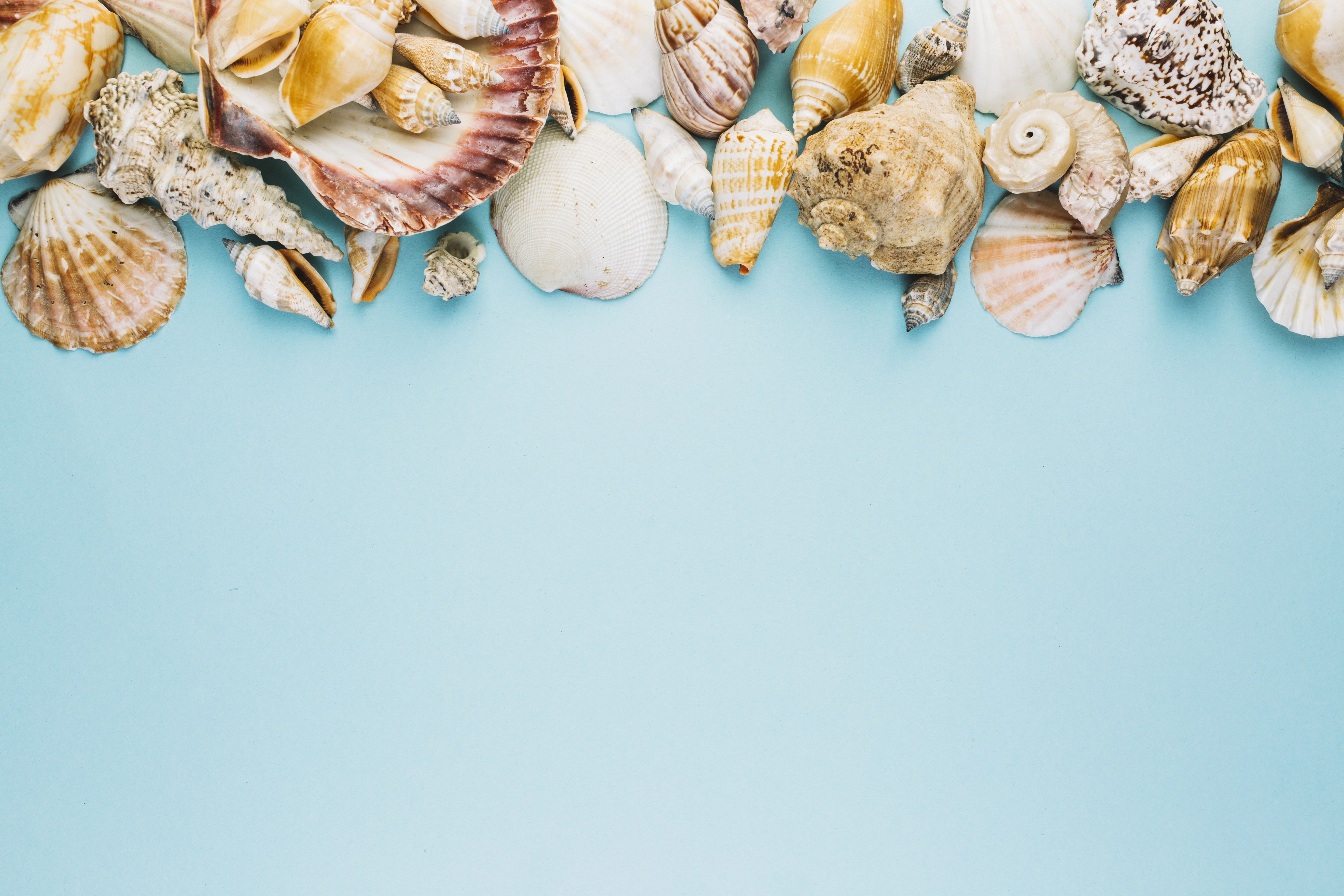 Shells on a blue background HD Wallpaper