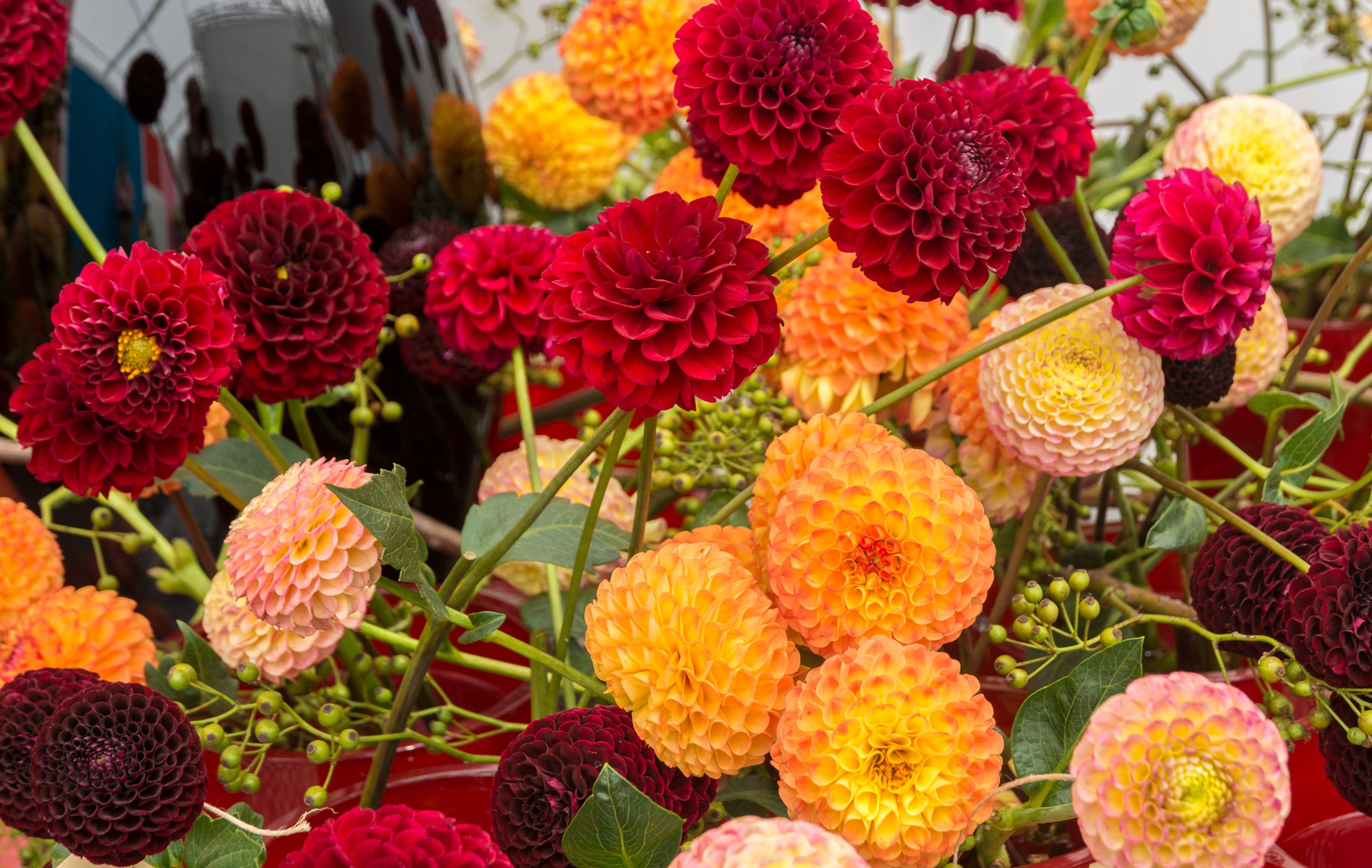 Close-up of many colorful Dahlias HD Wallpaper