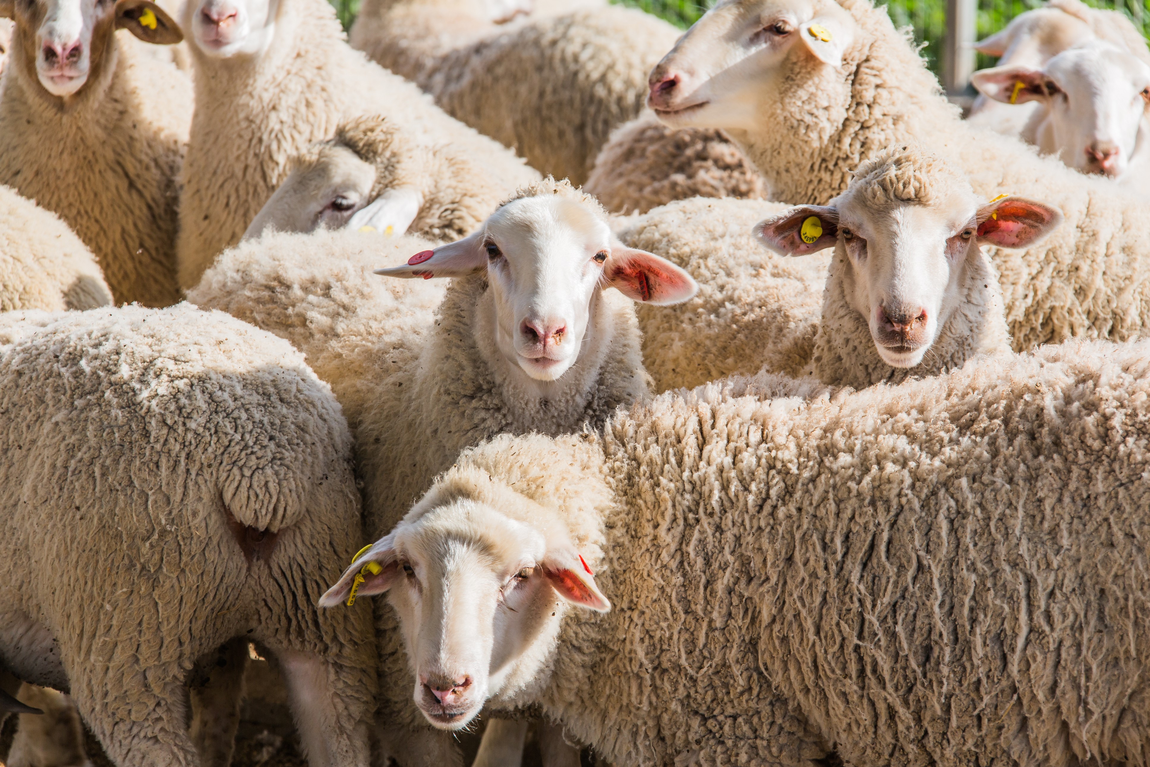 Herd of Sheep HD Wallpaper
