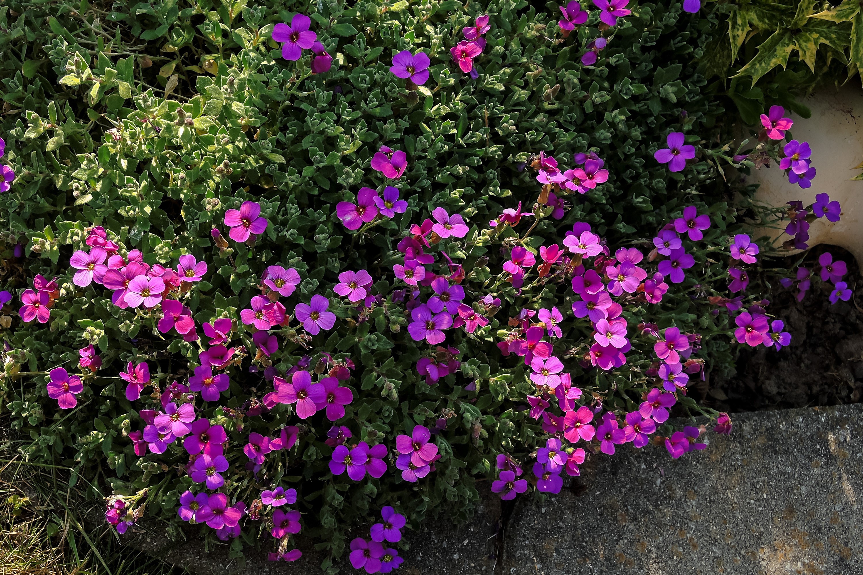 Aubretia in Full Violet Bloom HD Wallpaper