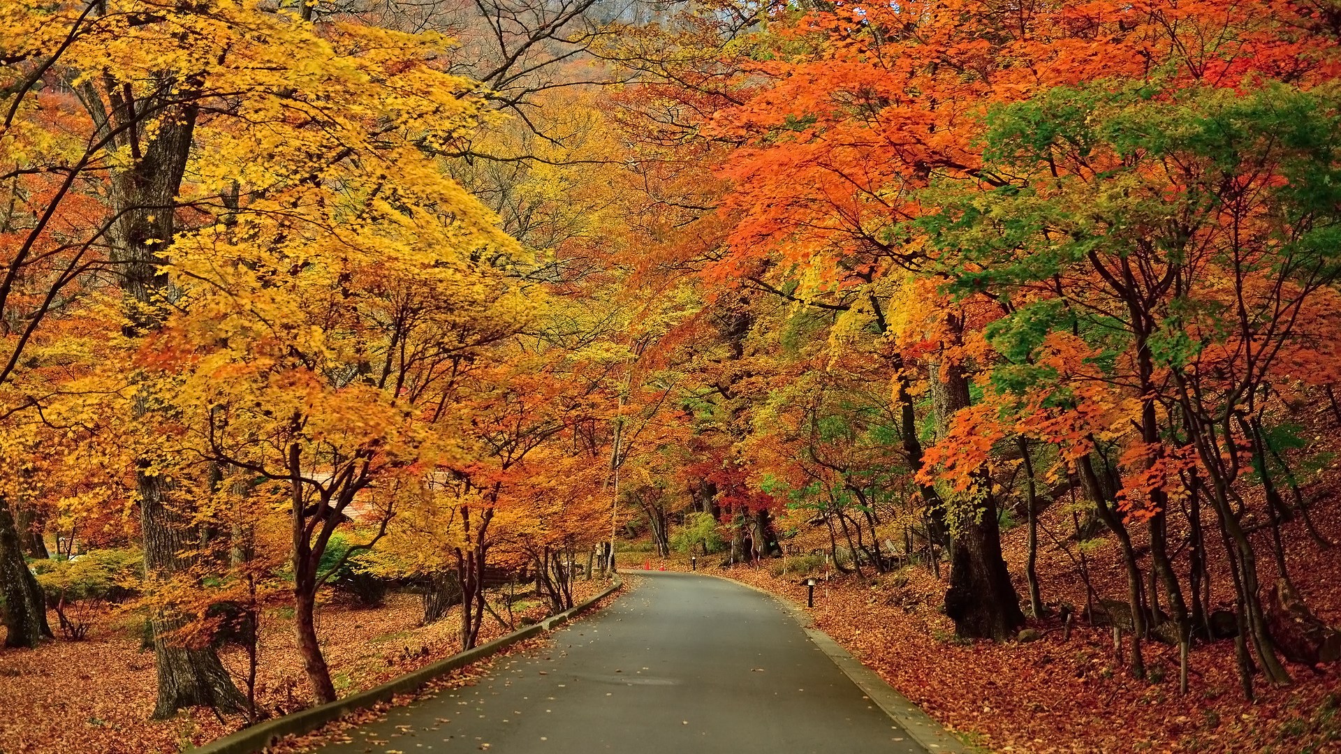 Road through an autumn forest with colorful trees HD Wallpaper