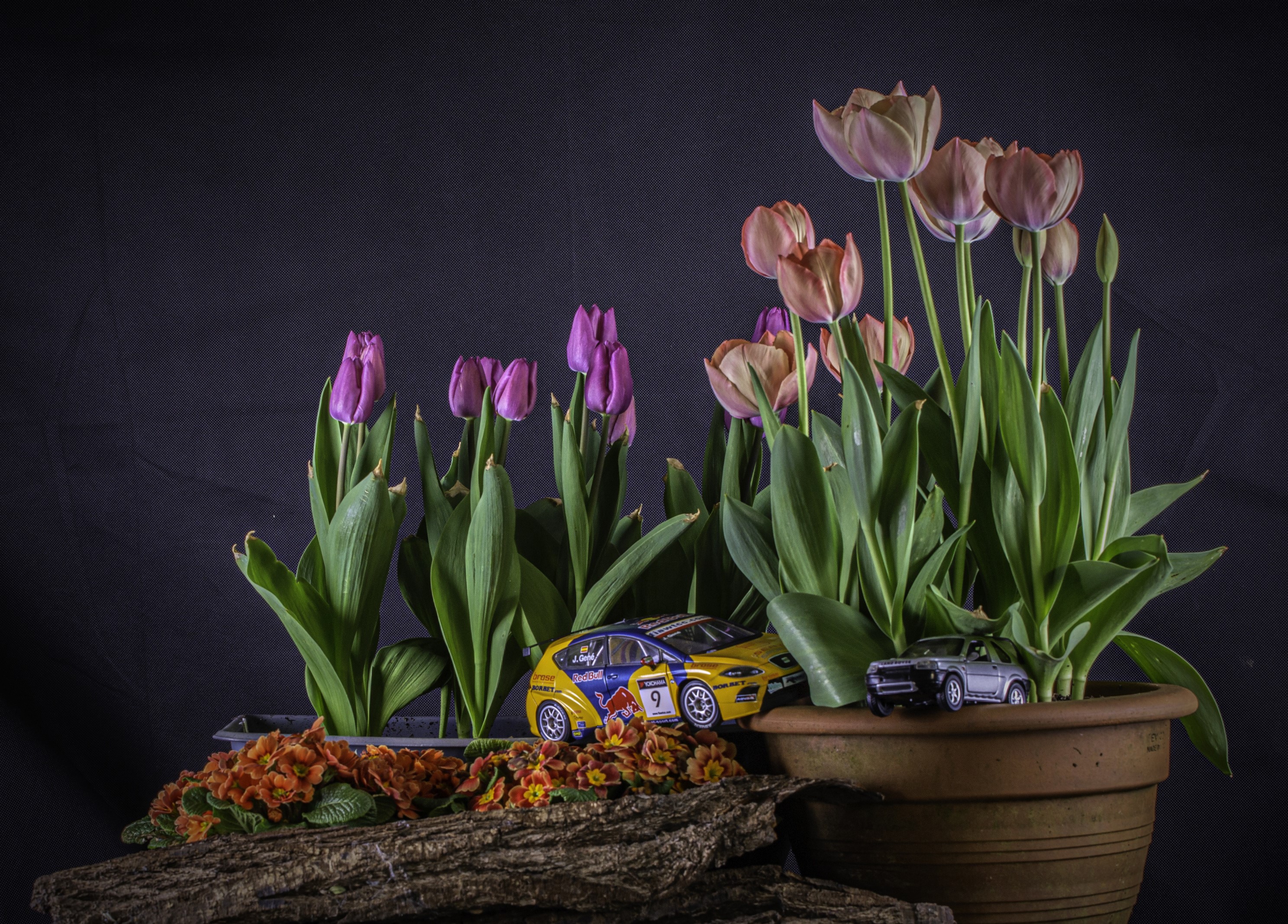Tulips and toy cars in a still life arrangement HD Wallpaper