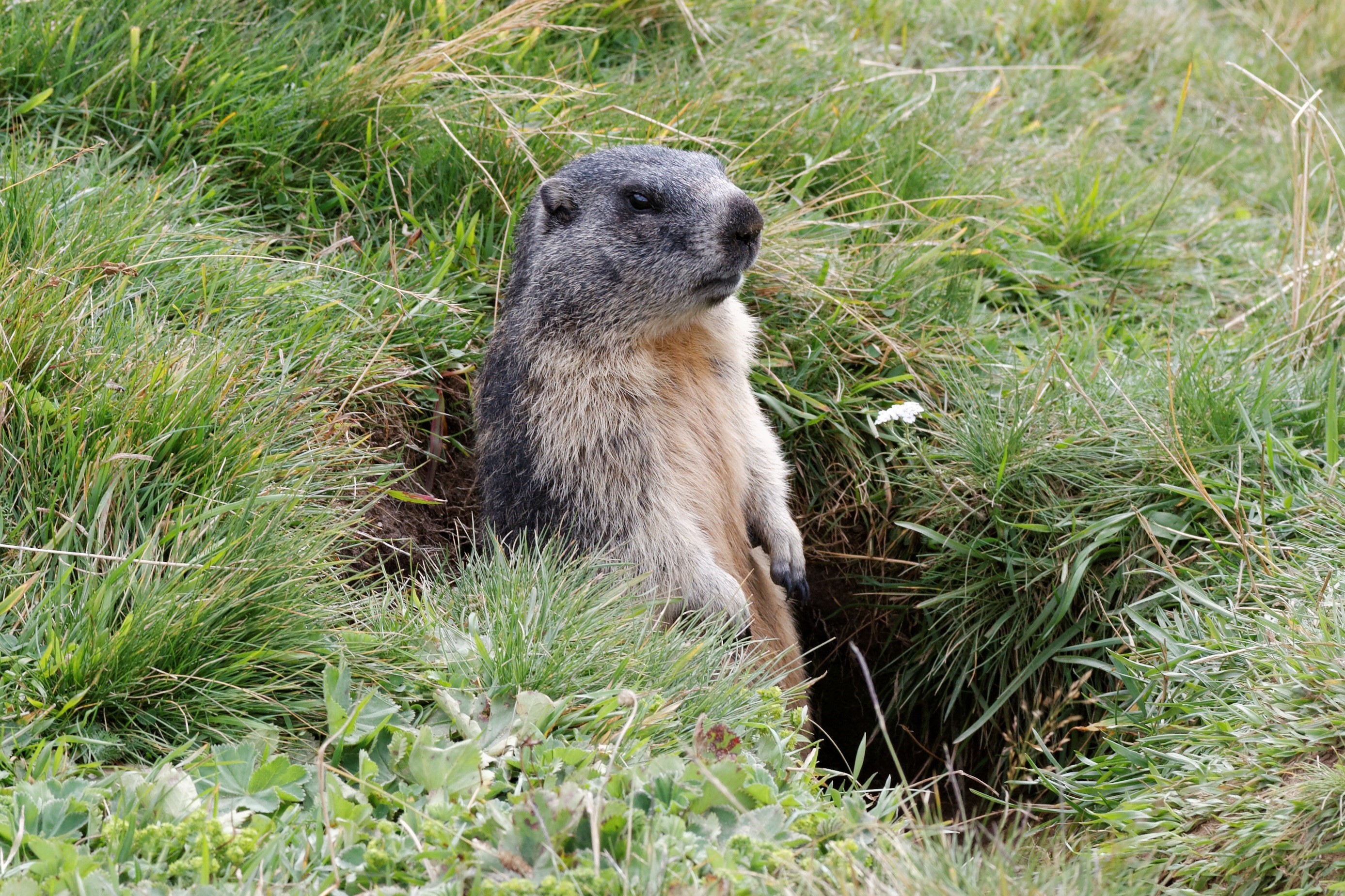 Marmot standing in tall green grass near its burrow HD Wallpaper