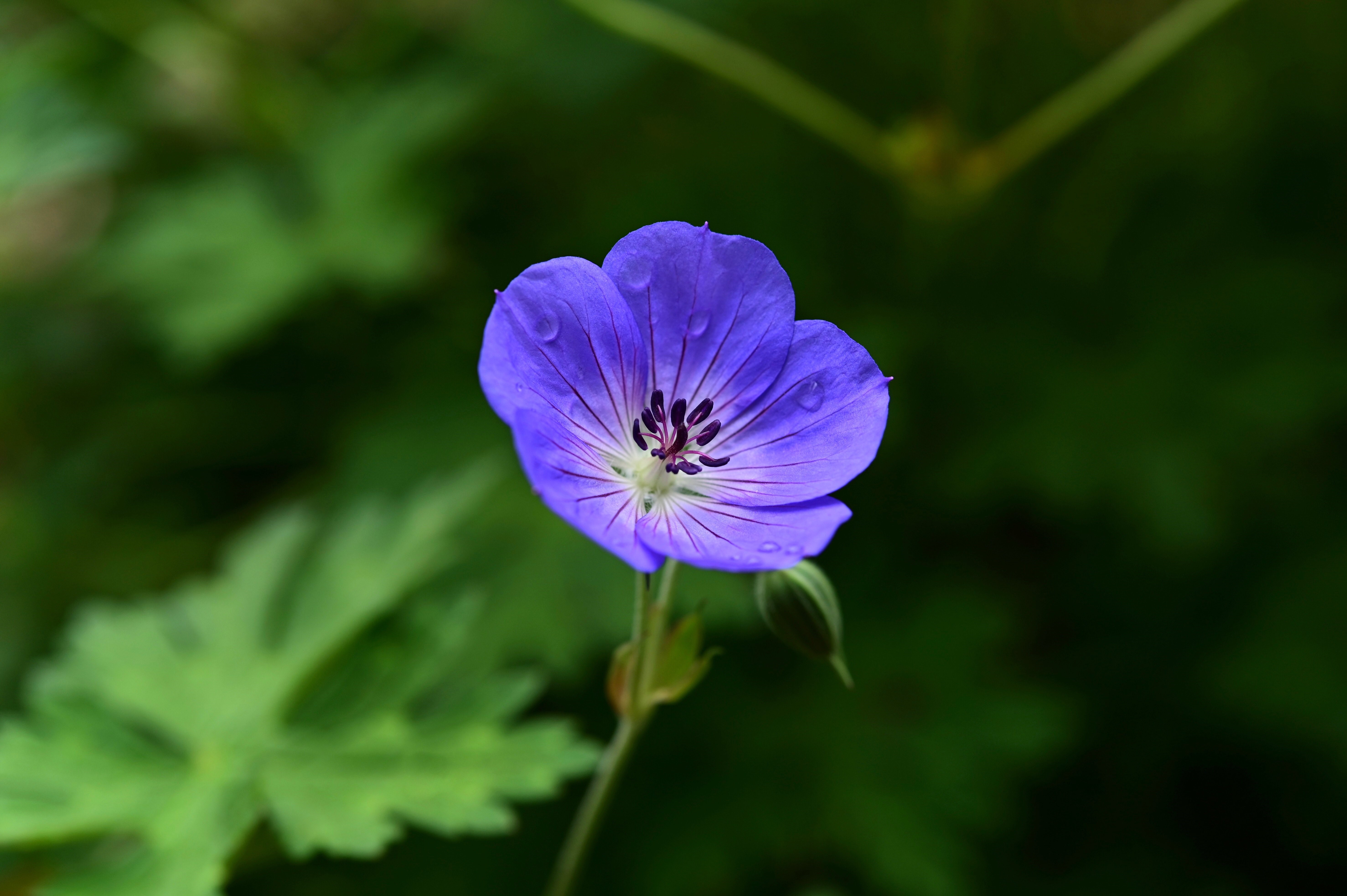 Blue Geranium Flower with Water Droplets HD Wallpaper