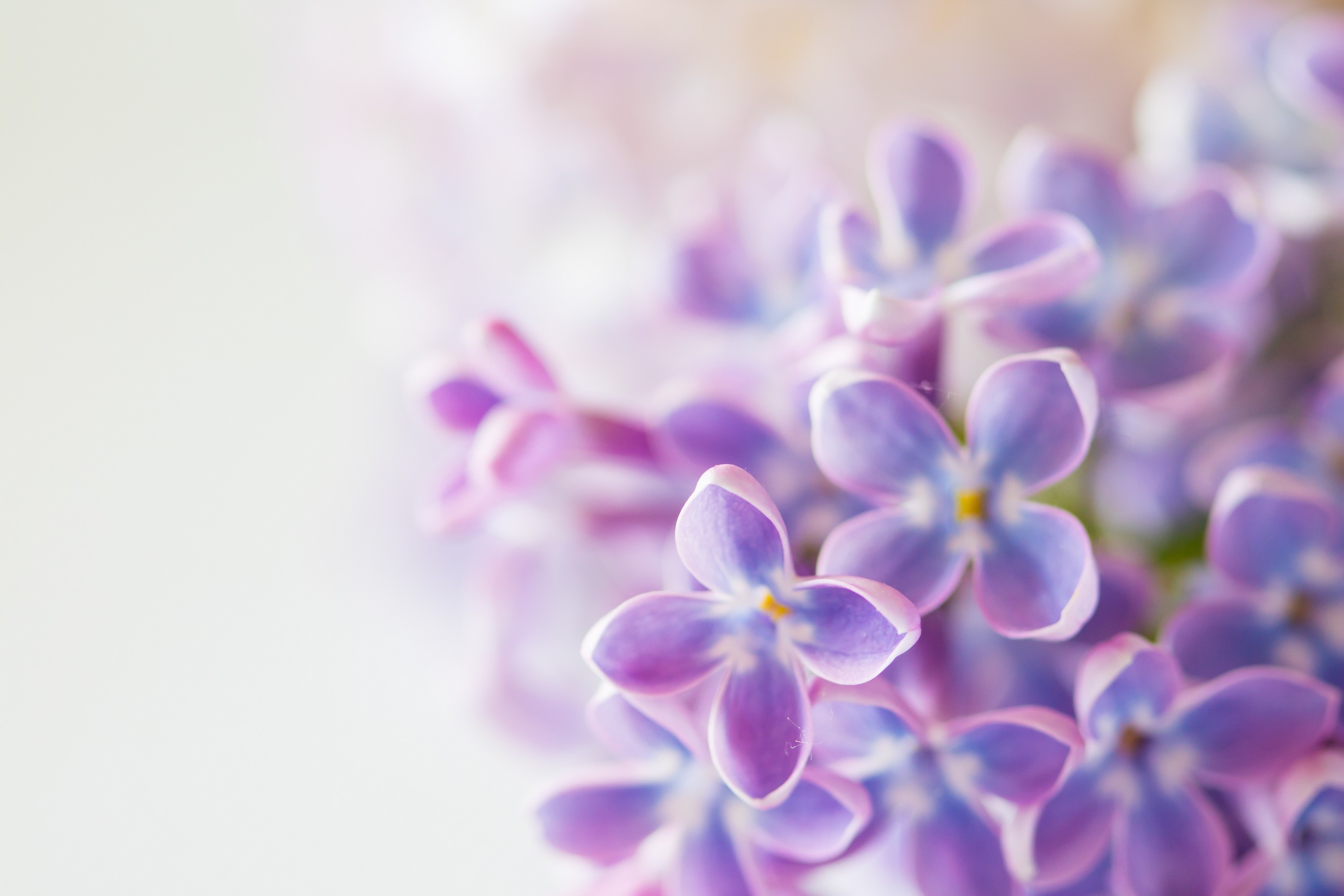 Close-up of purple lilac flowers with bokeh HD Wallpaper