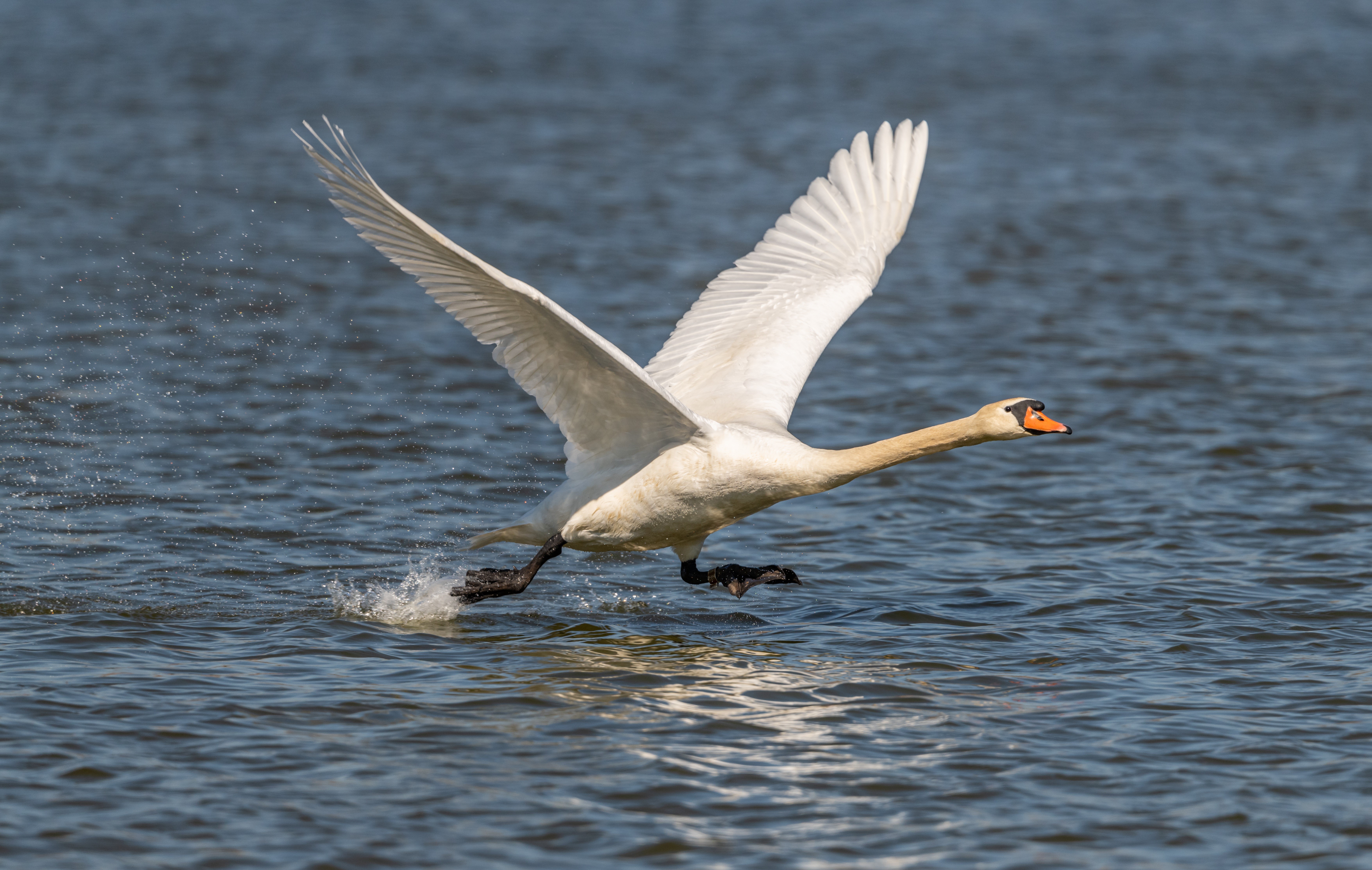 White Swan Taking Off From Water HD Wallpaper