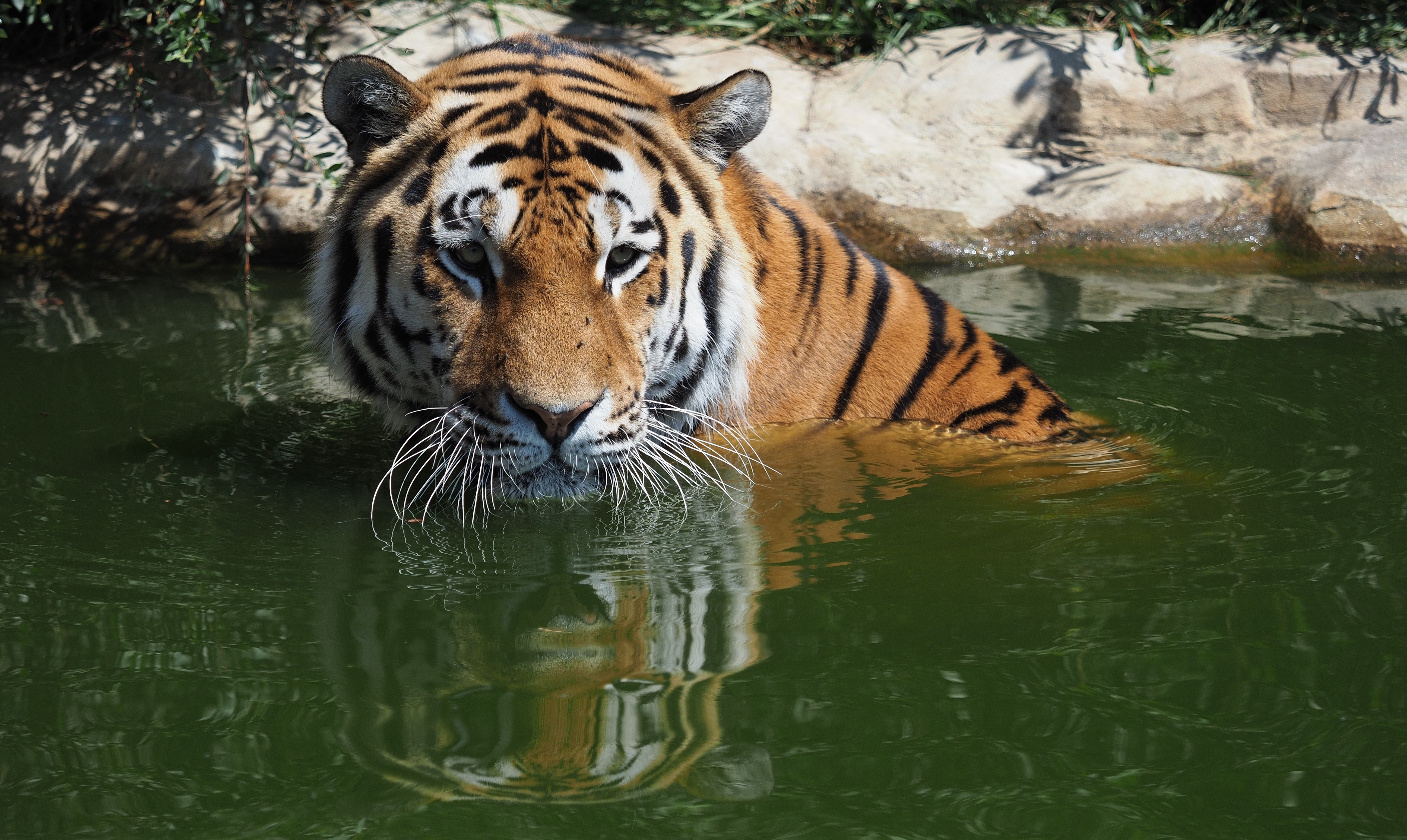 Tiger in Water HD Wallpaper
