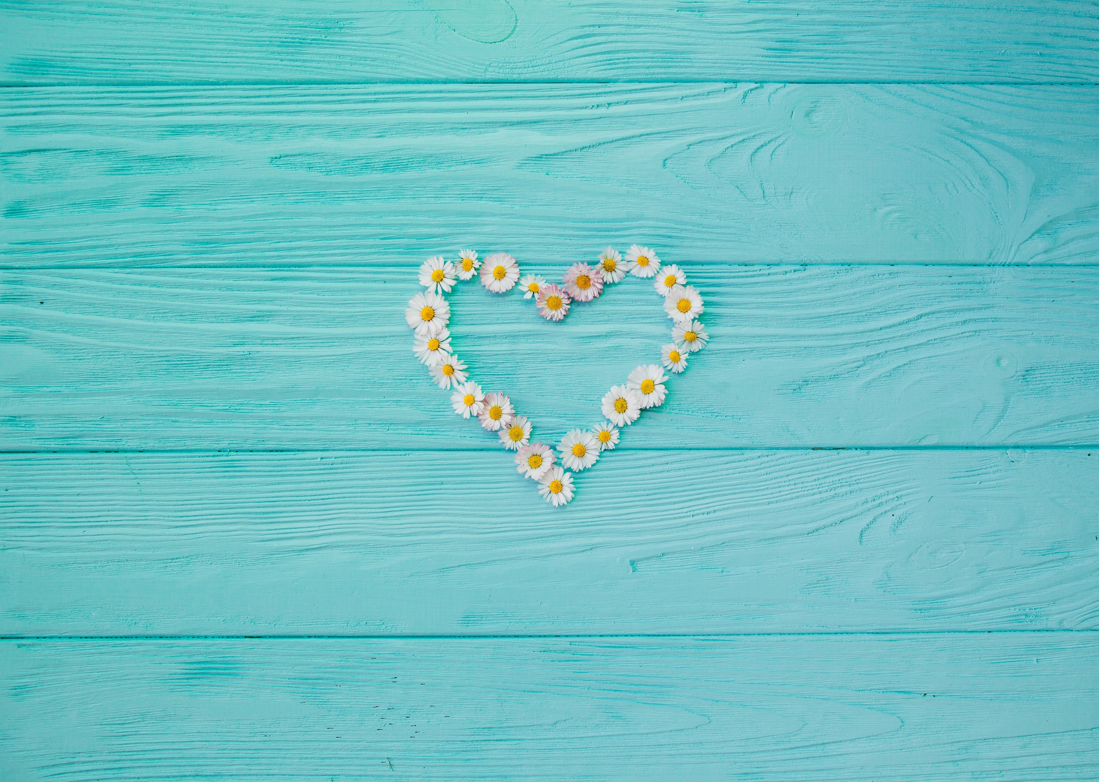 Heart shape made of daisies on blue wooden planks HD Wallpaper