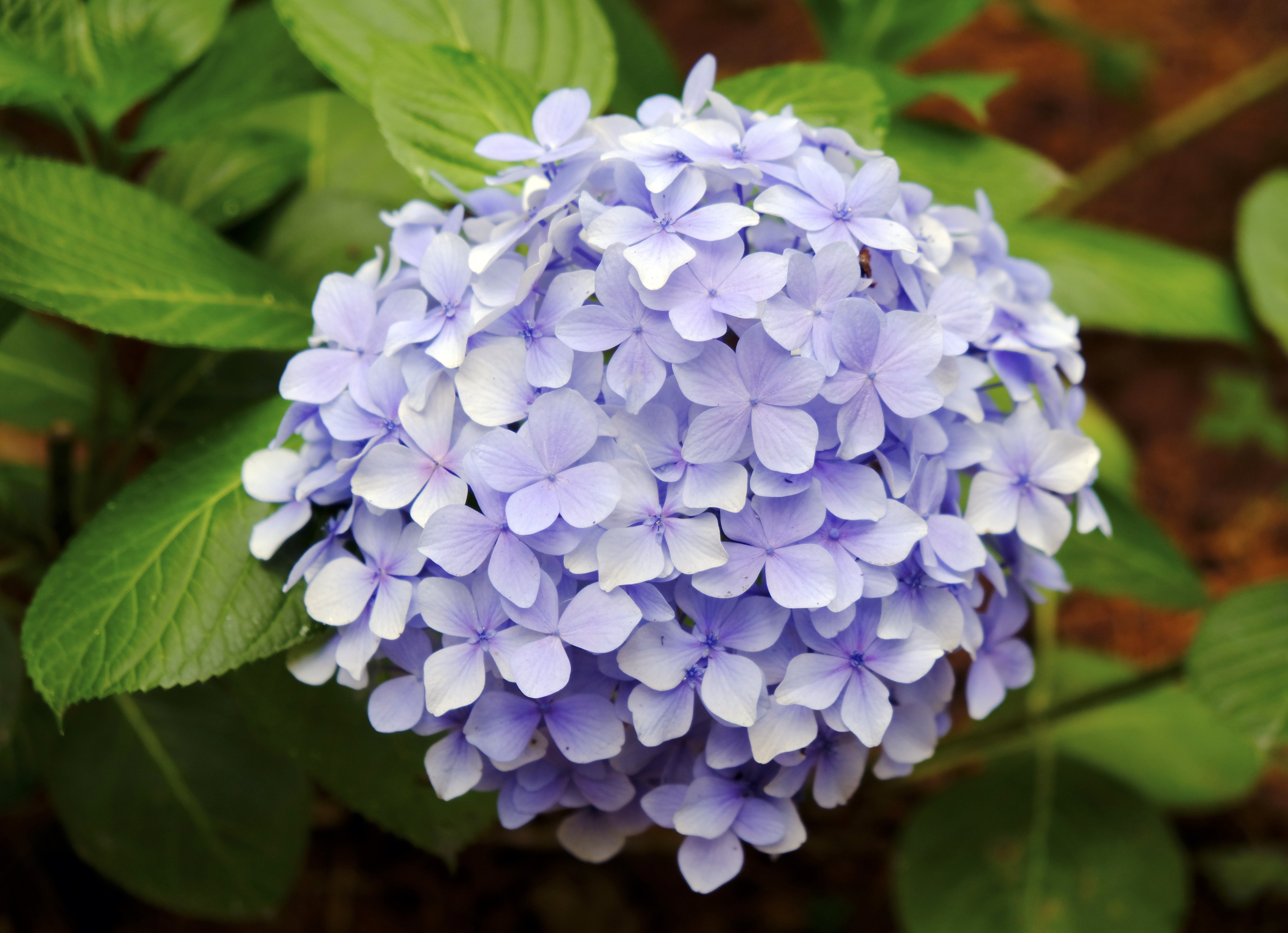Closeup of a Violet Hydrangea flower HD Wallpaper