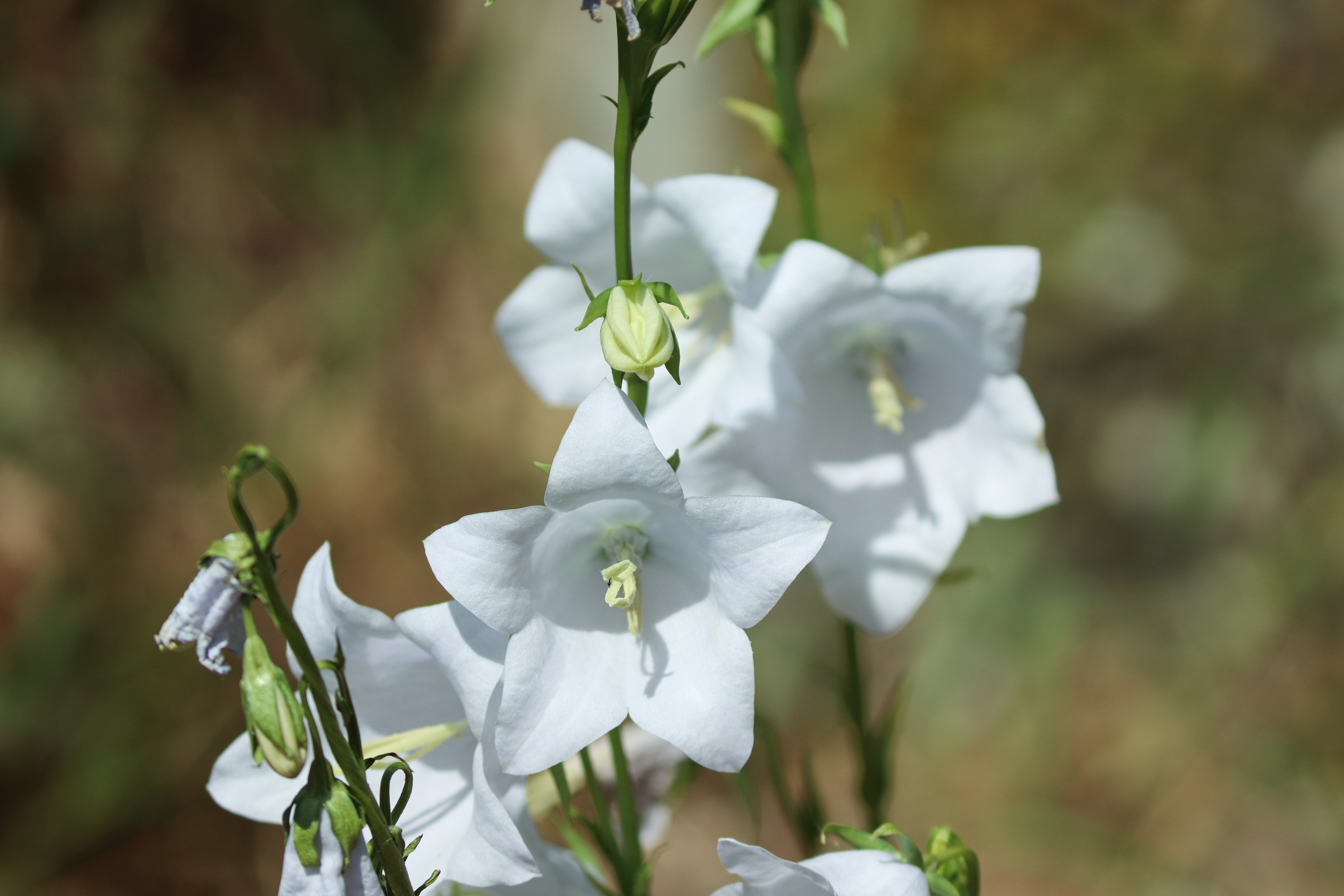 White Campanula flowers with bokeh HD Wallpaper