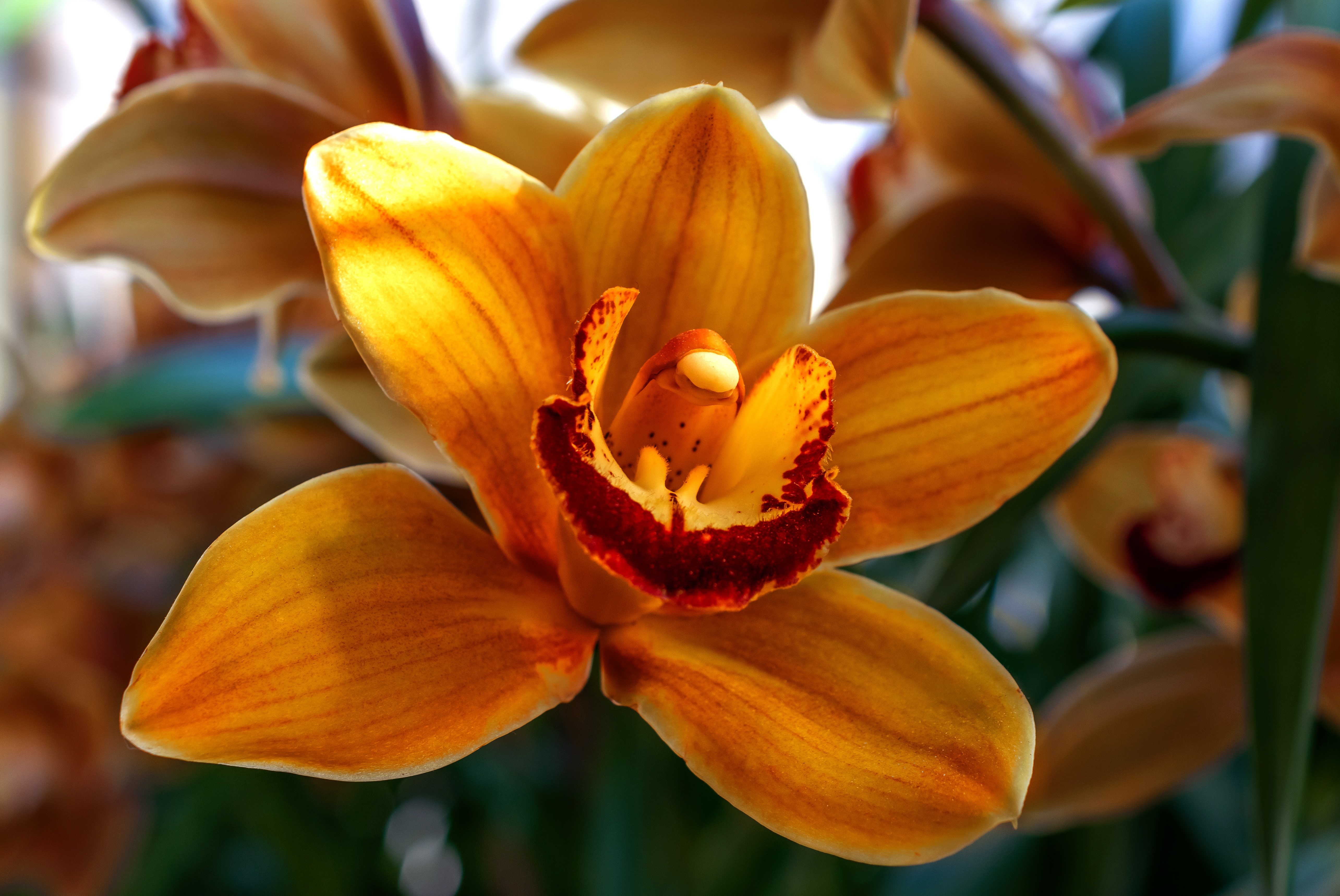 Orange Orchid Closeup HD Wallpaper