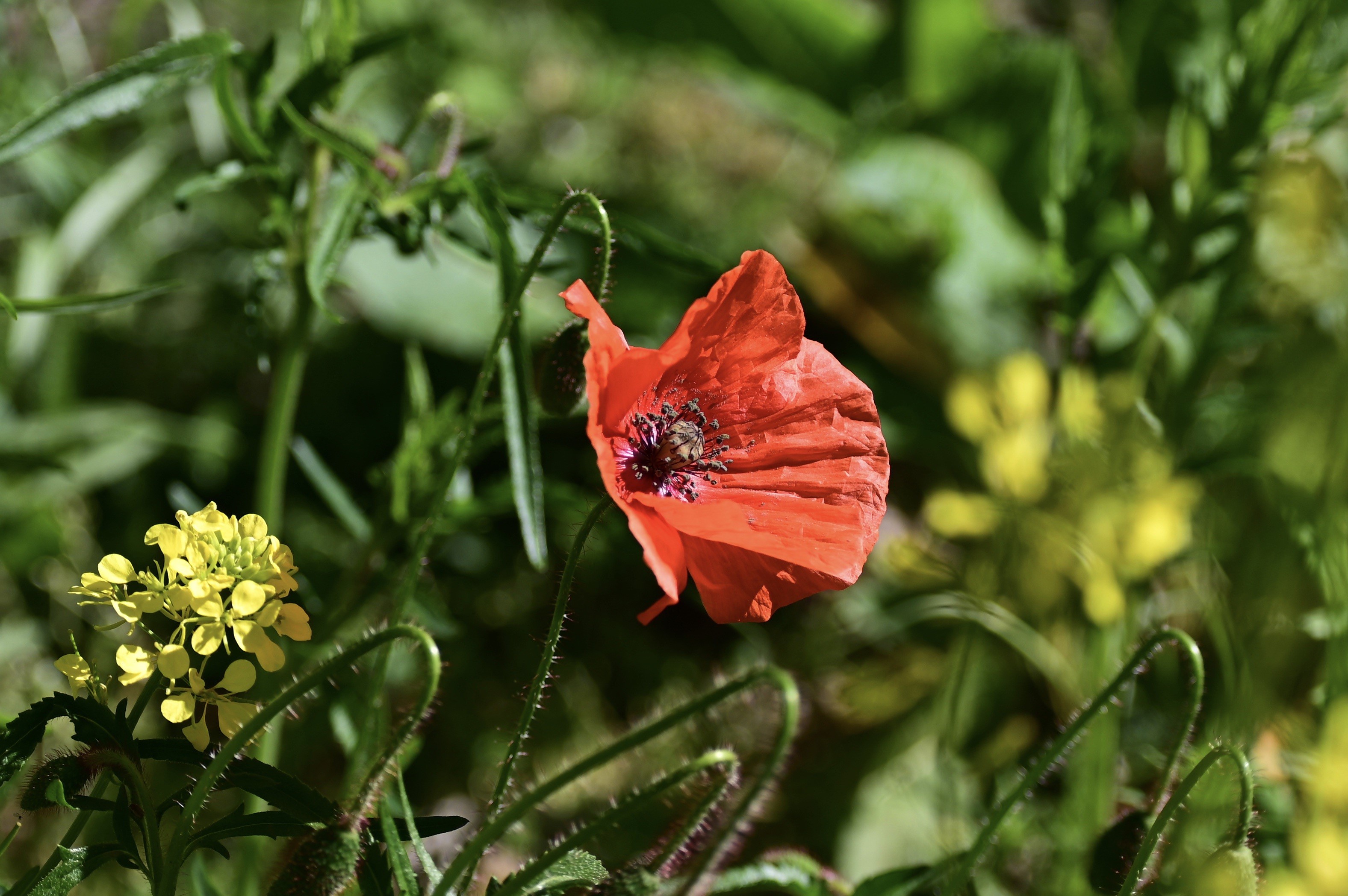 Red poppy flower with yellow flowers in a field HD Wallpaper
