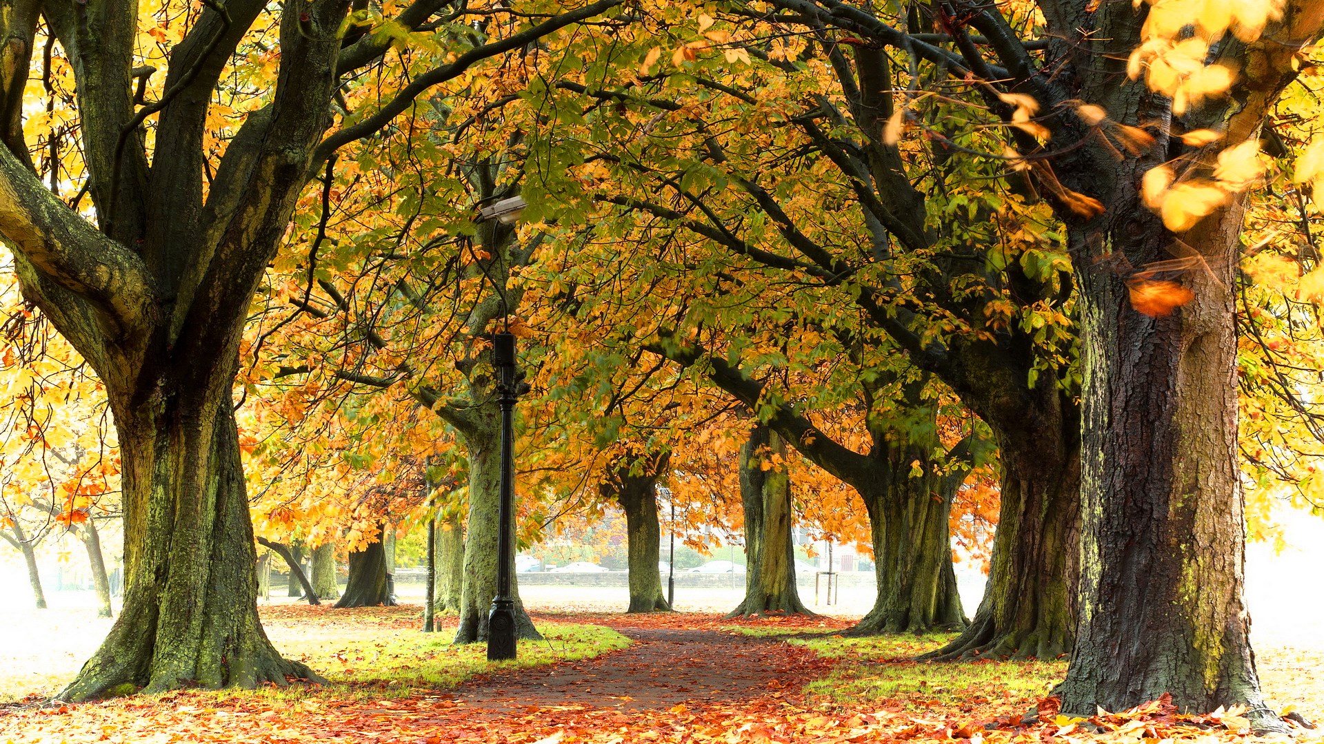 Autumn park pathway lined with trees and fallen leaves HD Wallpaper