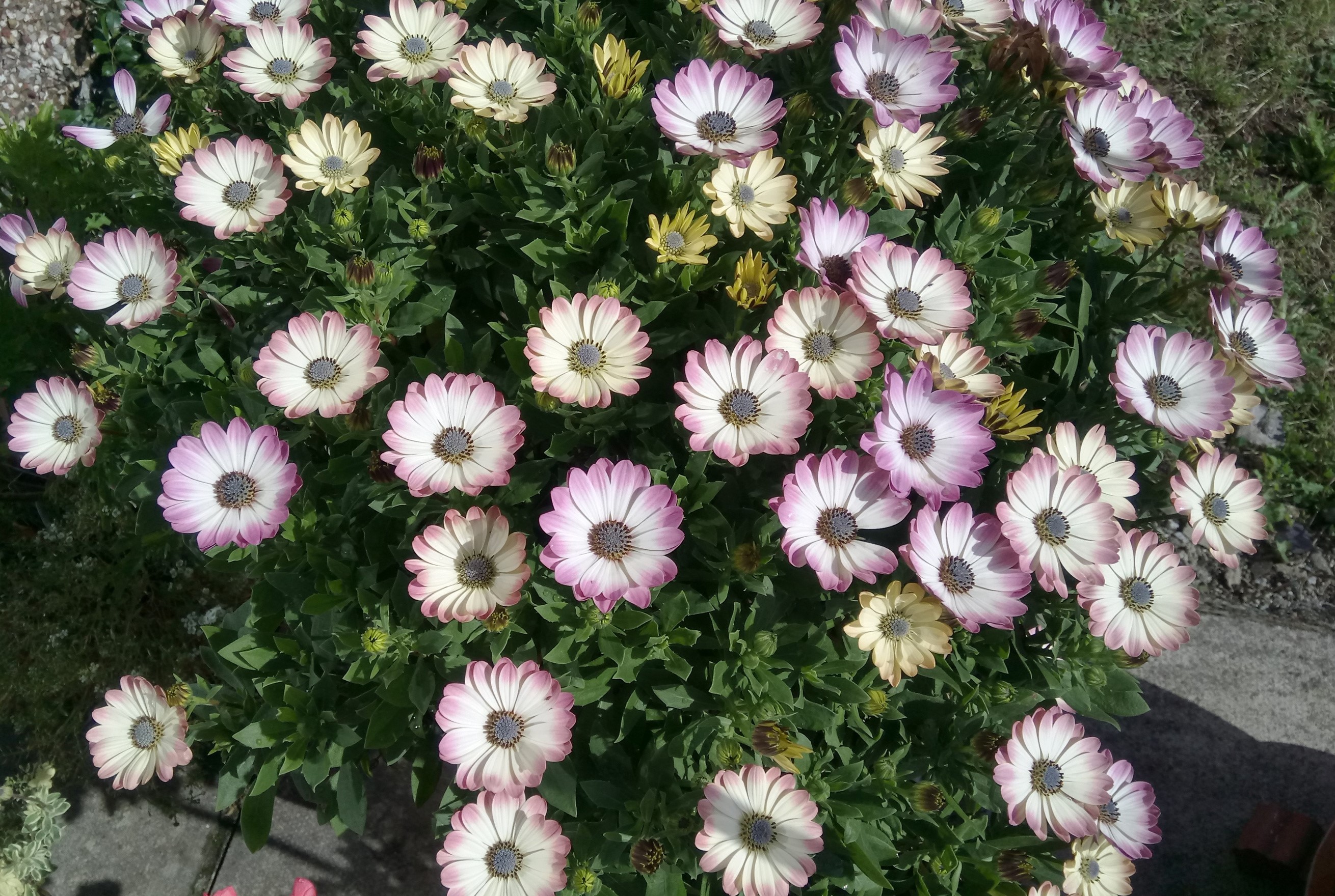 Osteospermum flowers in bloom HD Wallpaper