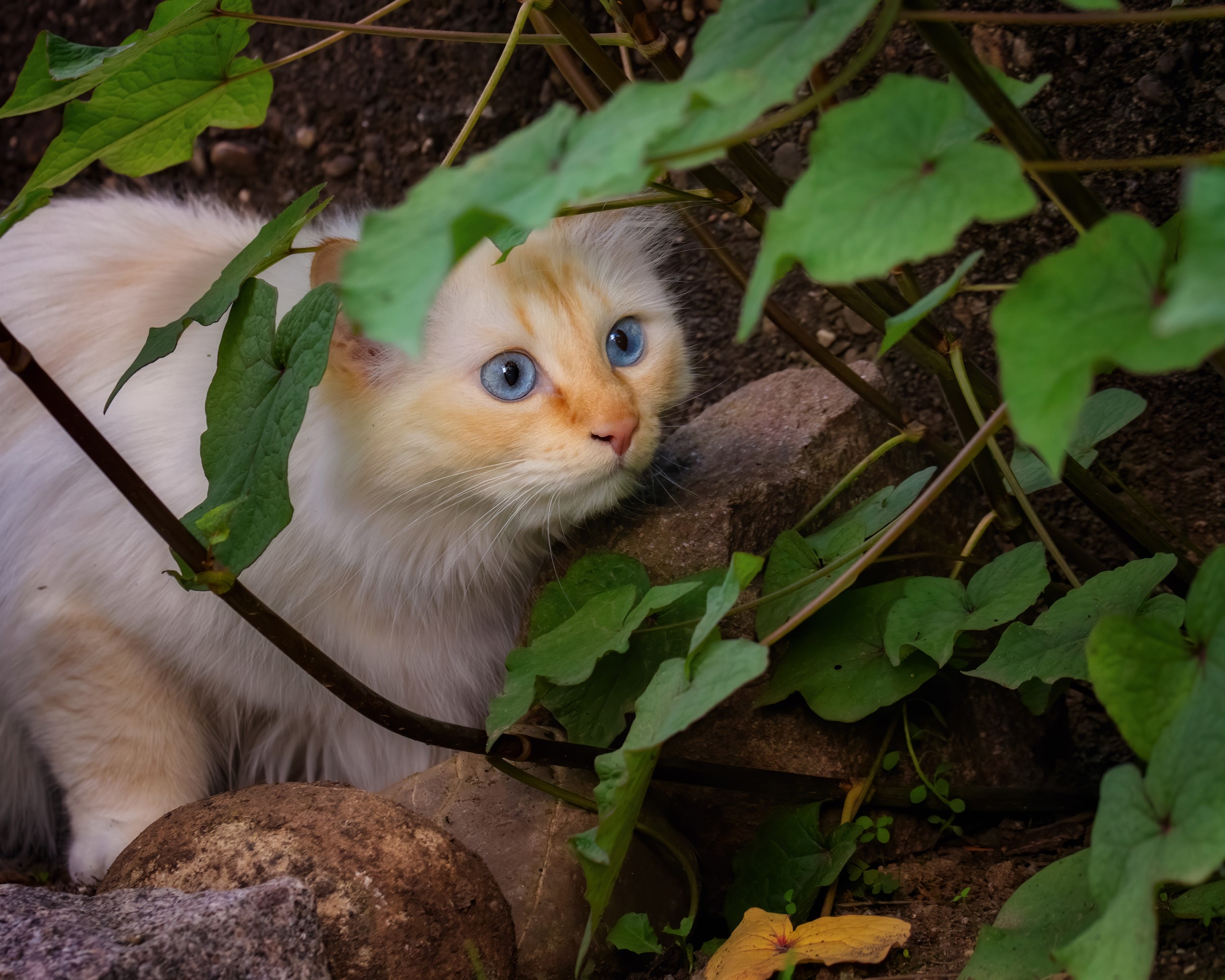 A fluffy white cat with blue eyes peeking through green leaves HD Wallpaper