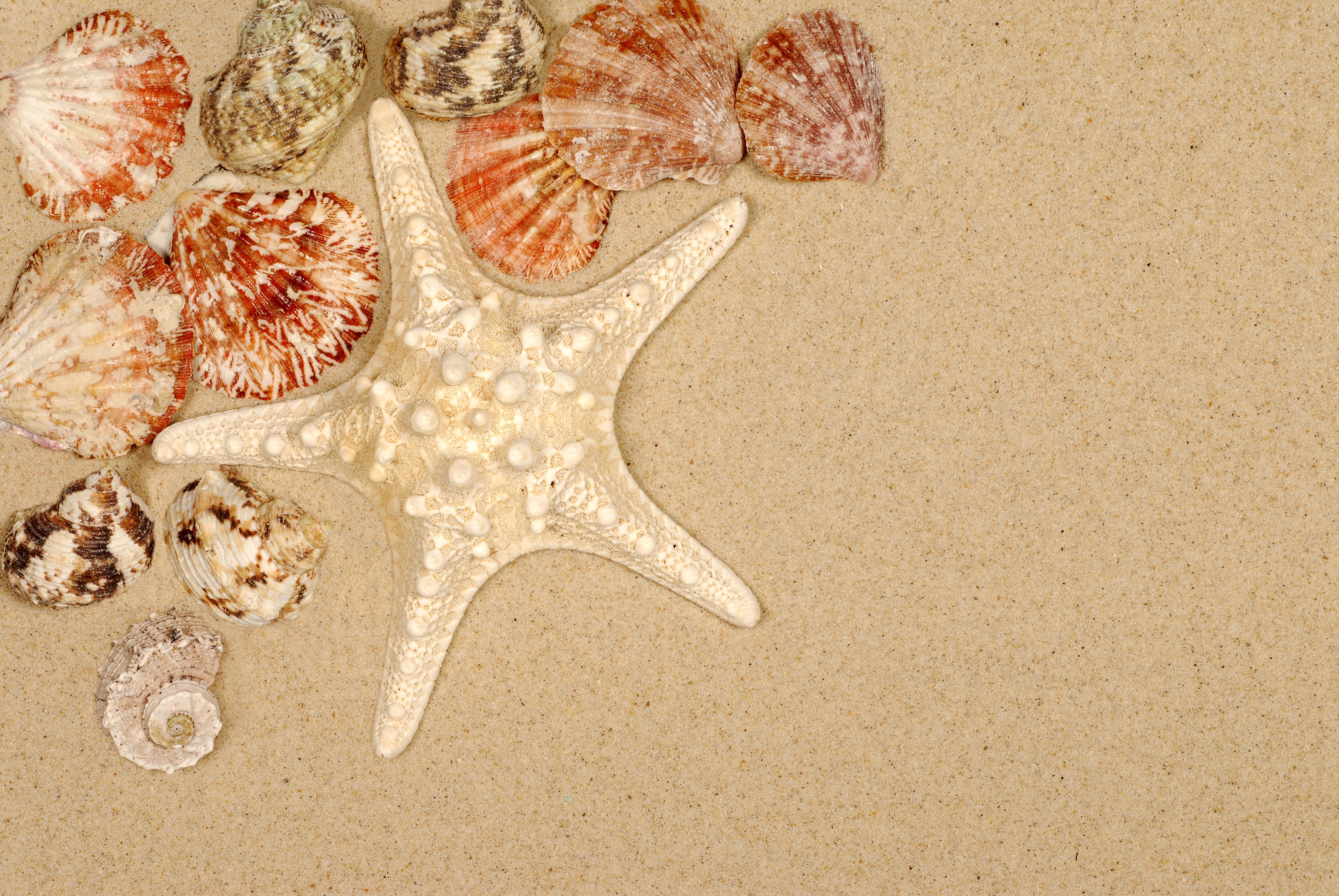 Starfish and Shells on Sand HD Wallpaper