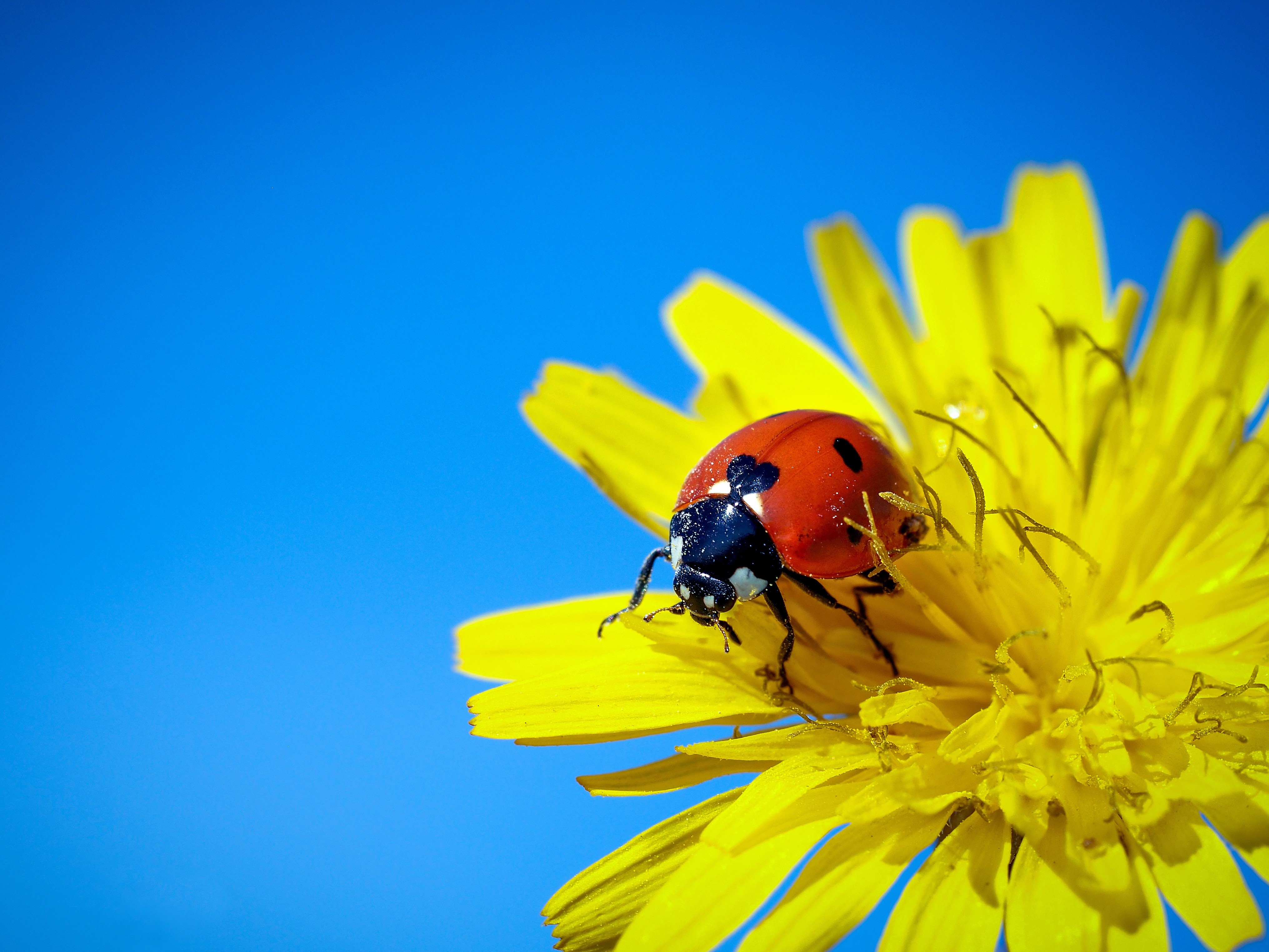 Ladybug on a Yellow Dandelion HD Wallpaper