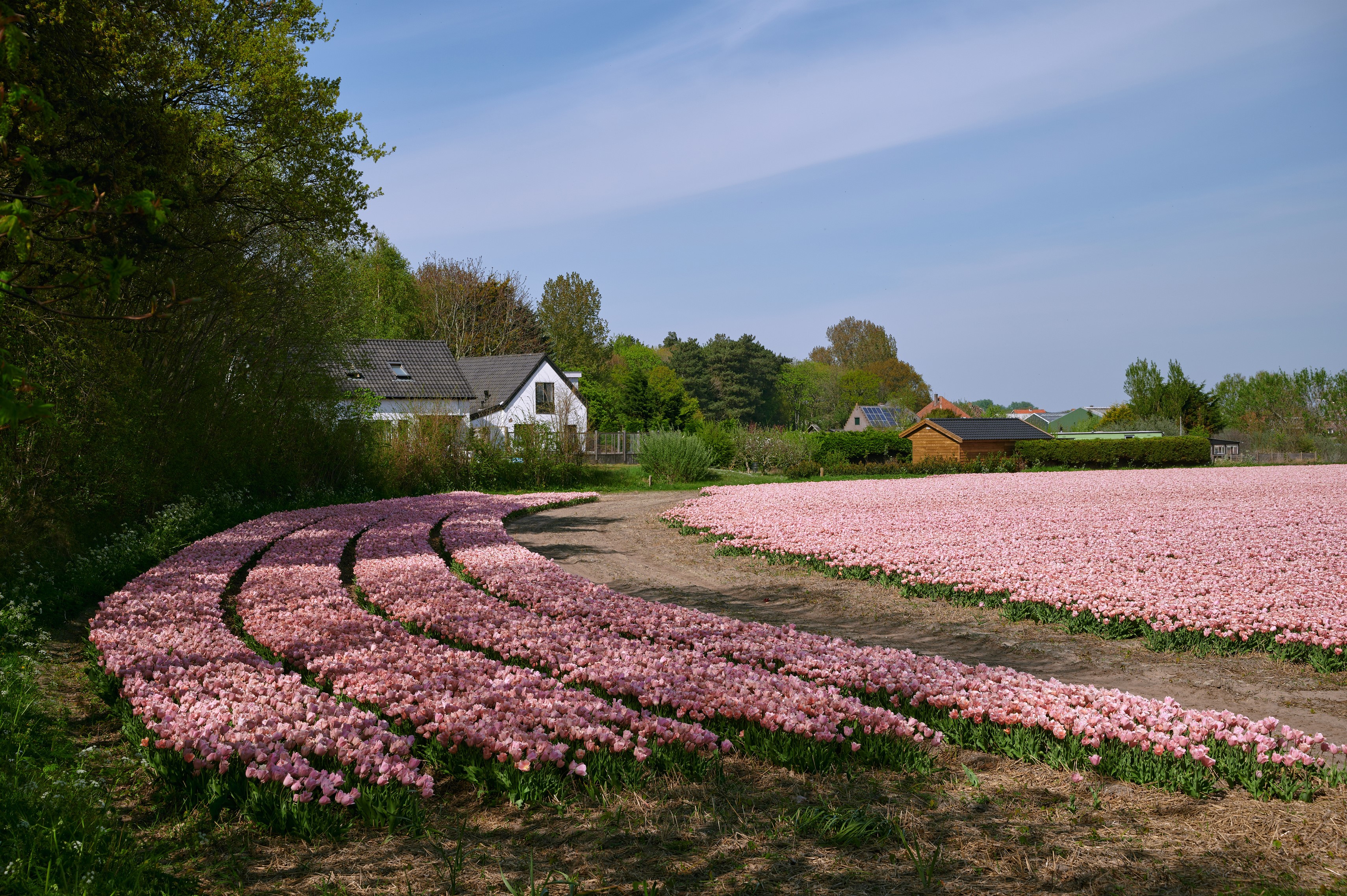Pink tulip fields near houses in Egmond, Netherlands HD Wallpaper