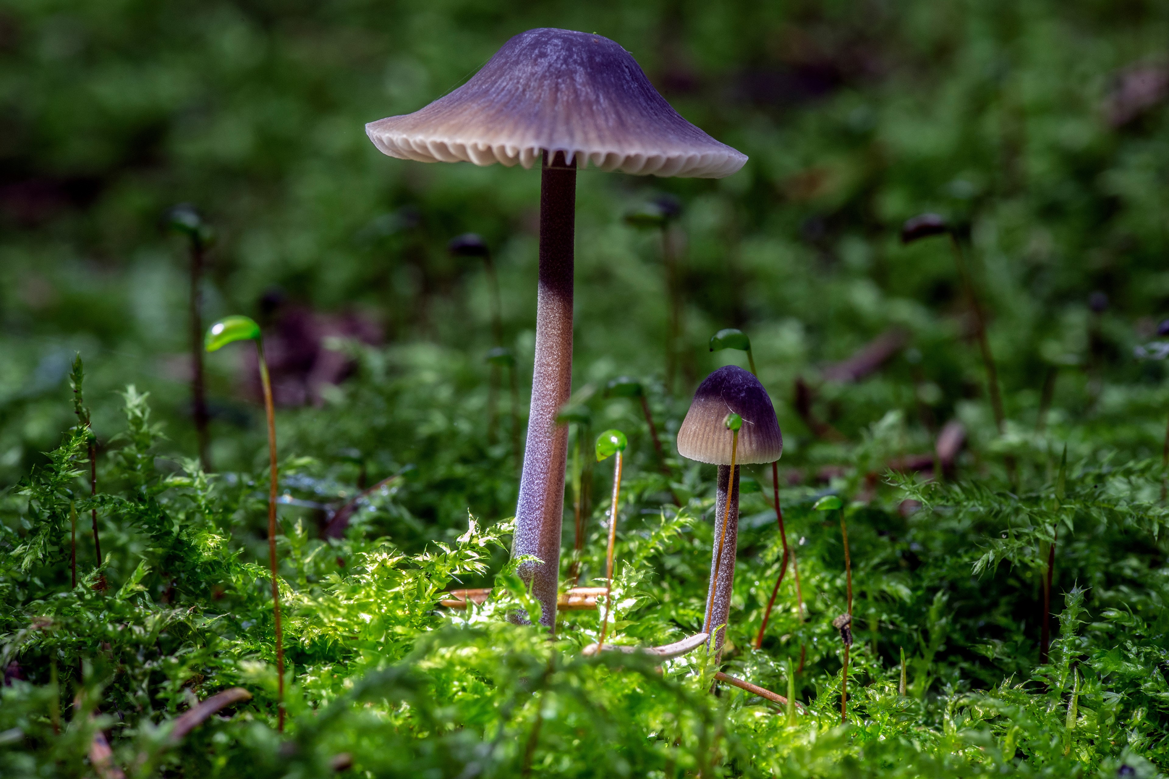Mushrooms and Moss in Forest HD Wallpaper