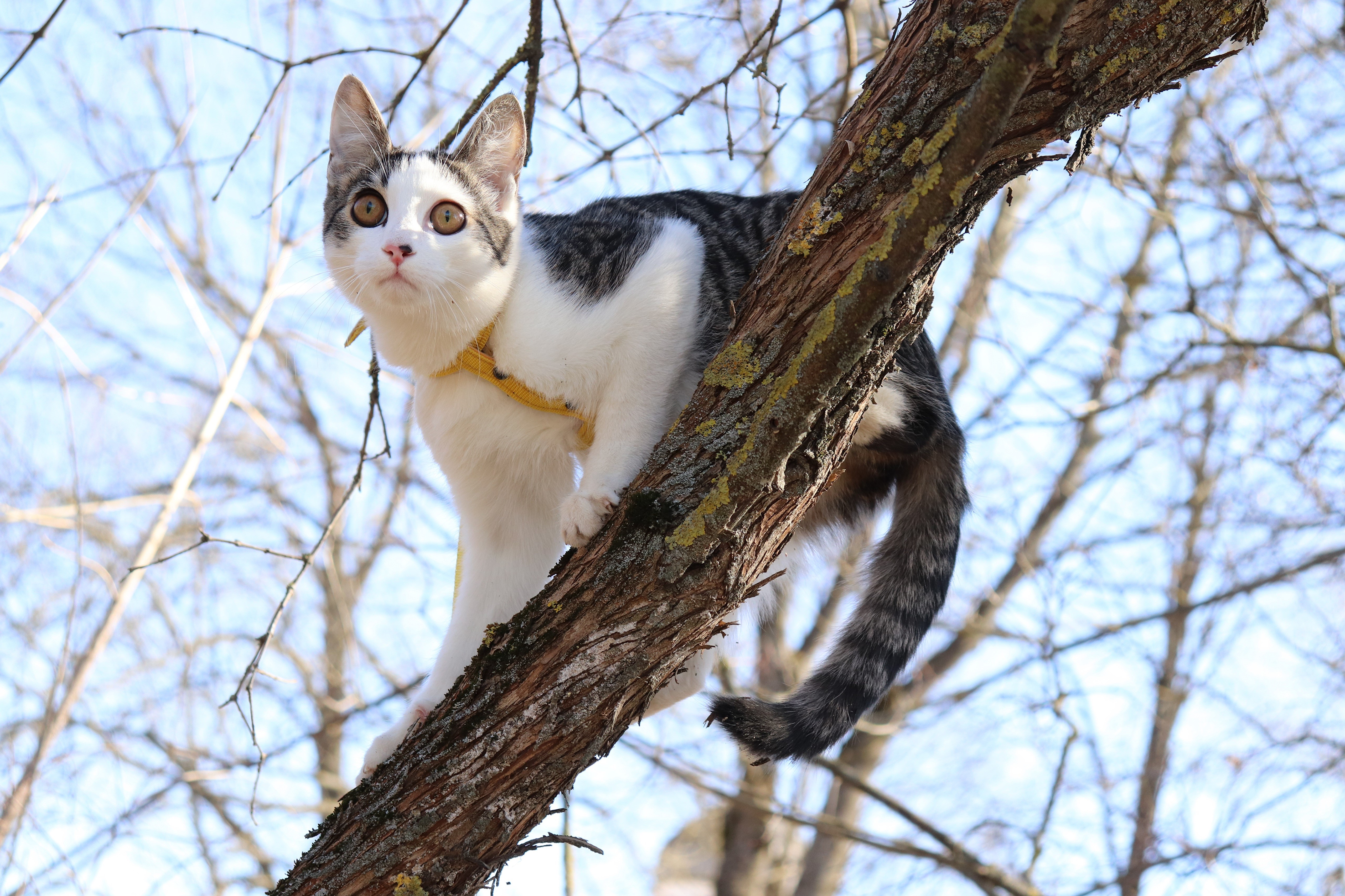 Cat on a Tree Branch HD Wallpaper