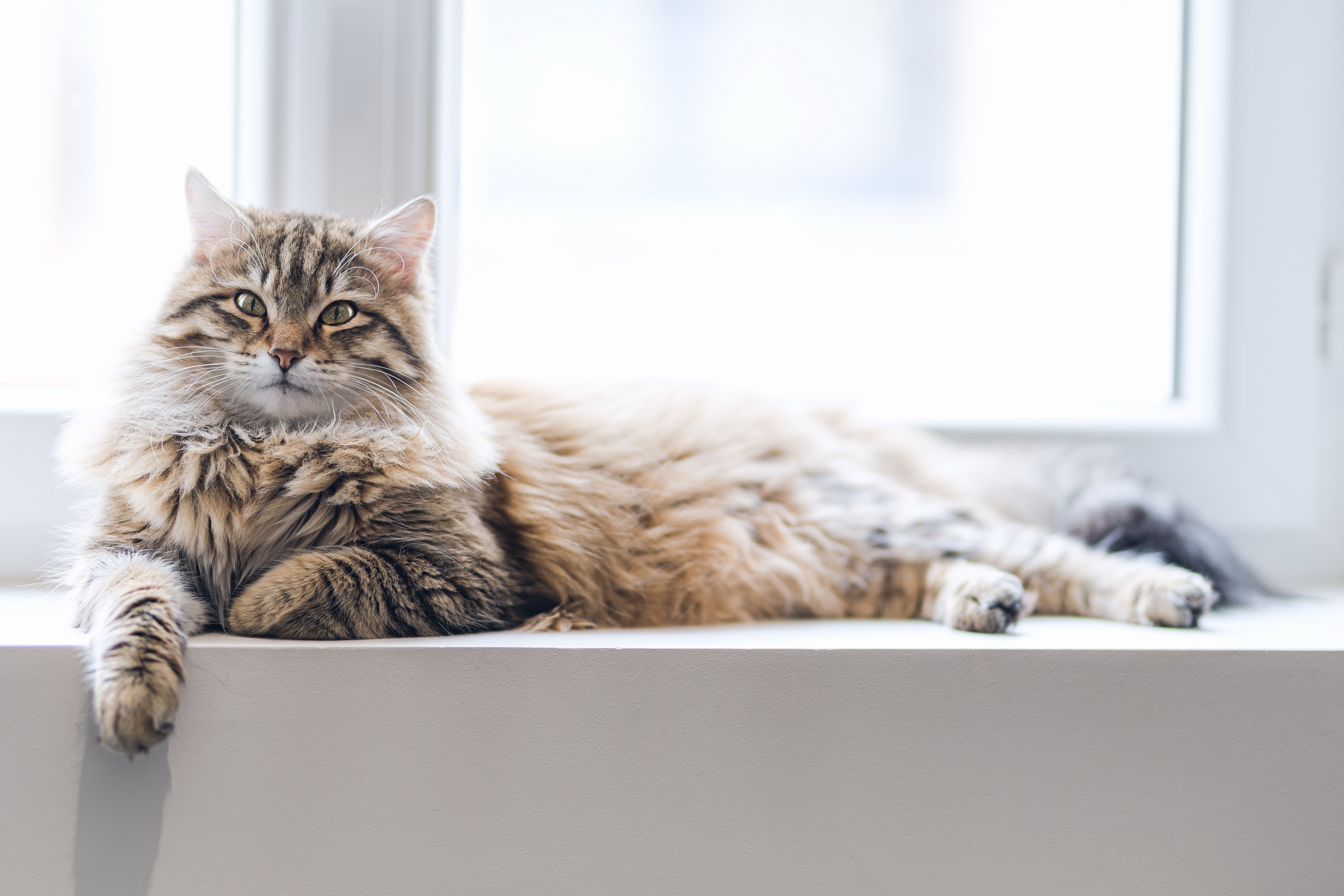 Tabby cat lying on a windowsill HD Wallpaper