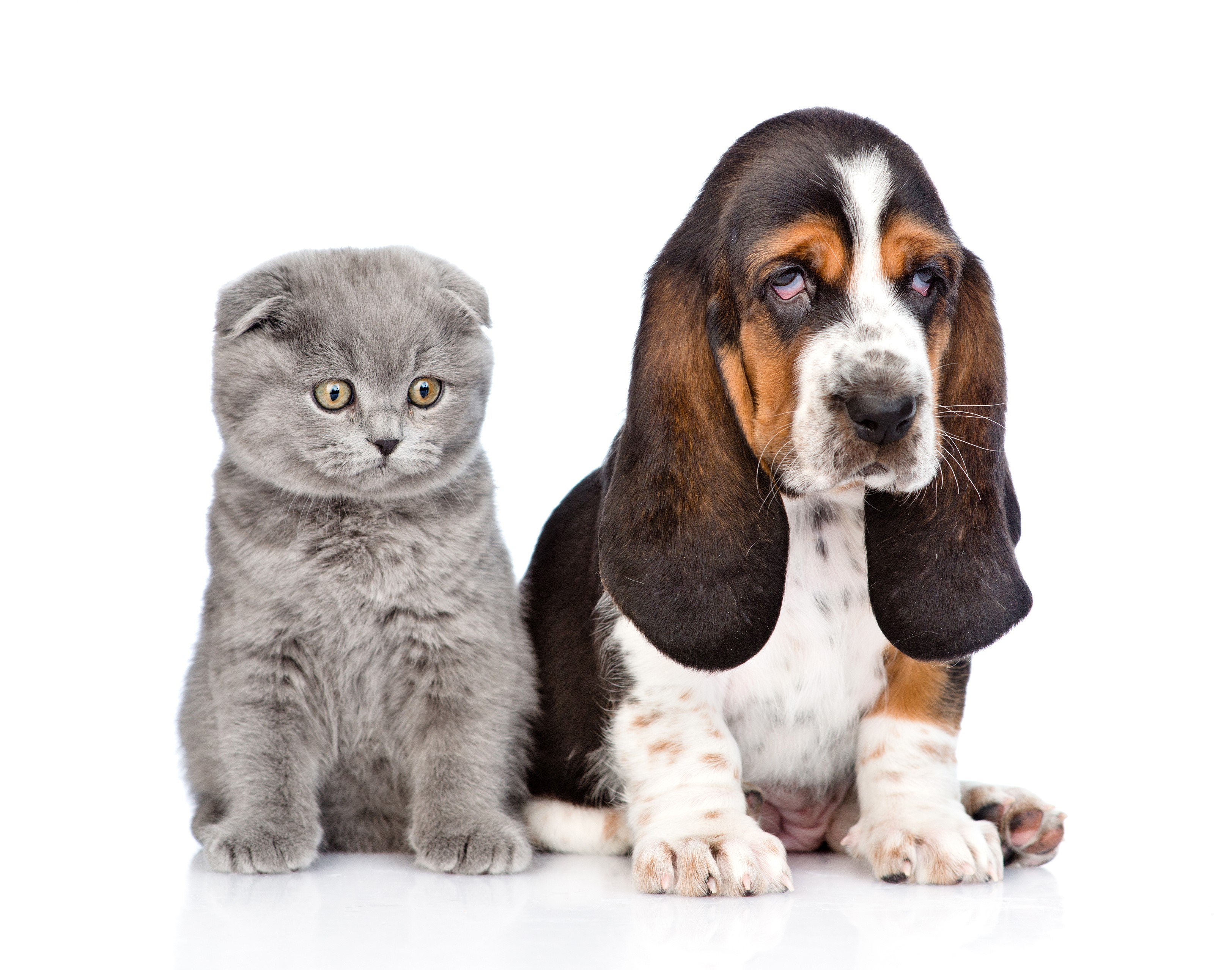 Basset Hound puppy and Scottish Fold kitten HD Wallpaper
