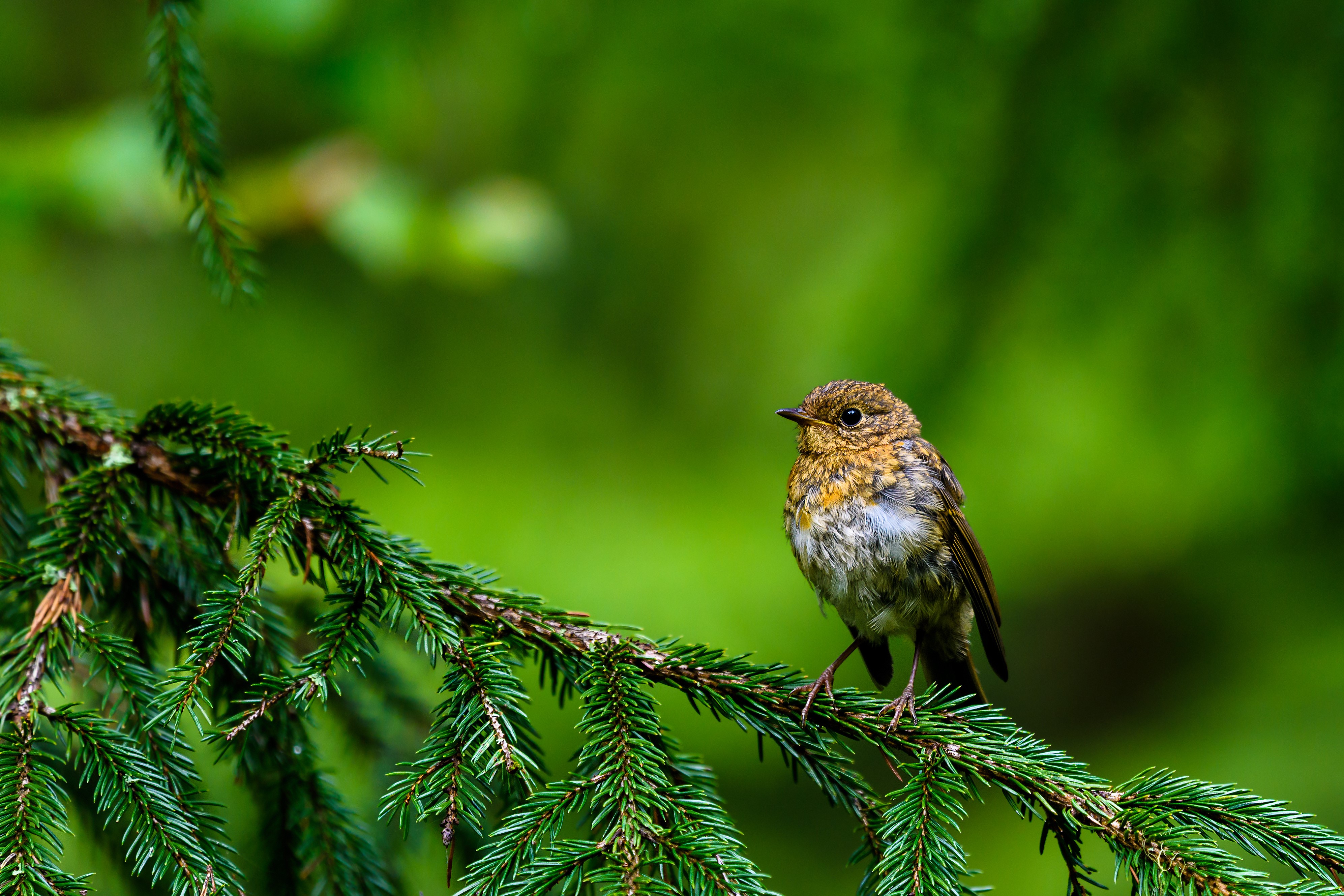 Robin bird on a pine branch HD Wallpaper