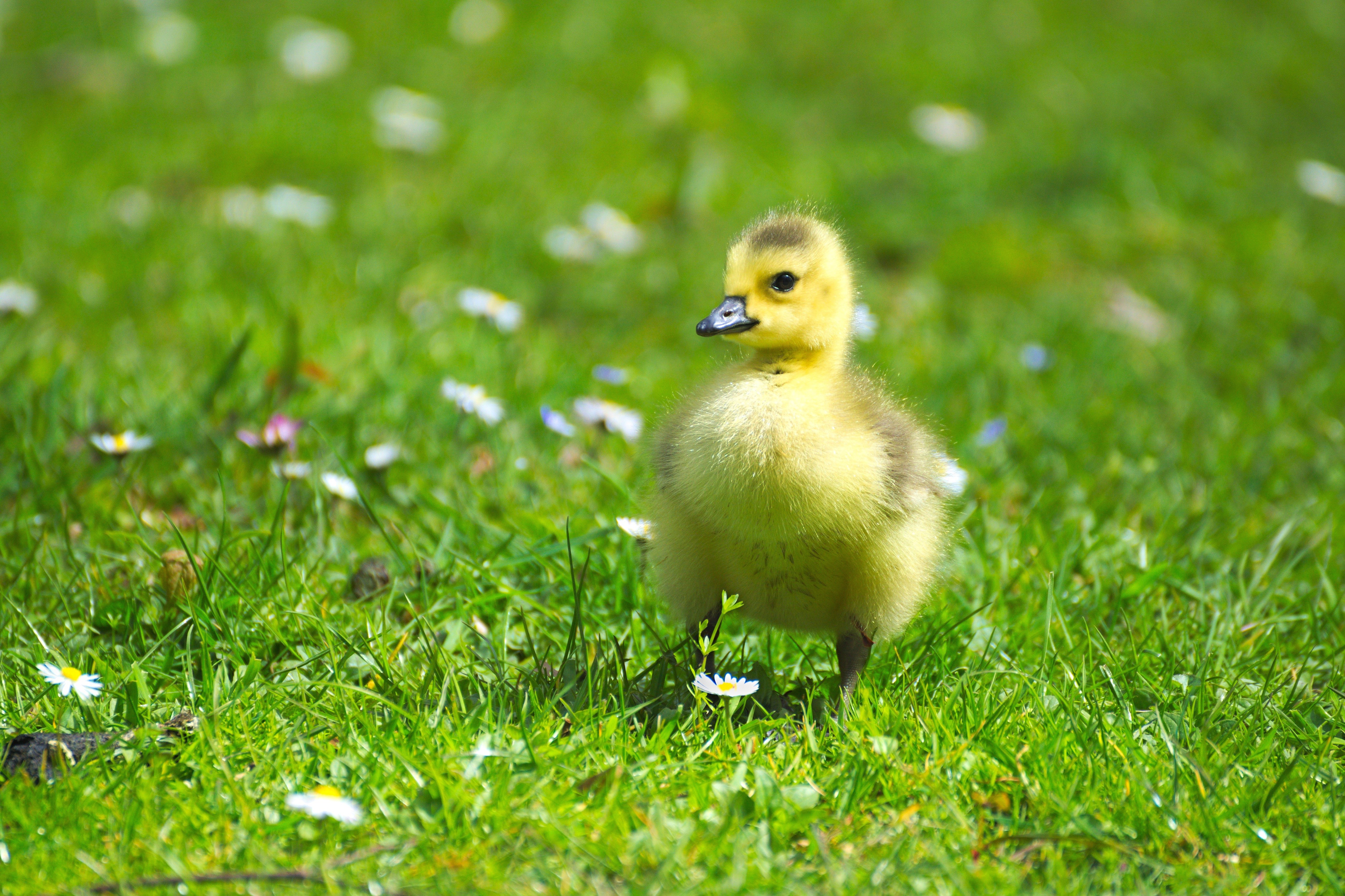 Cute gosling standing in grass with daisies HD Wallpaper