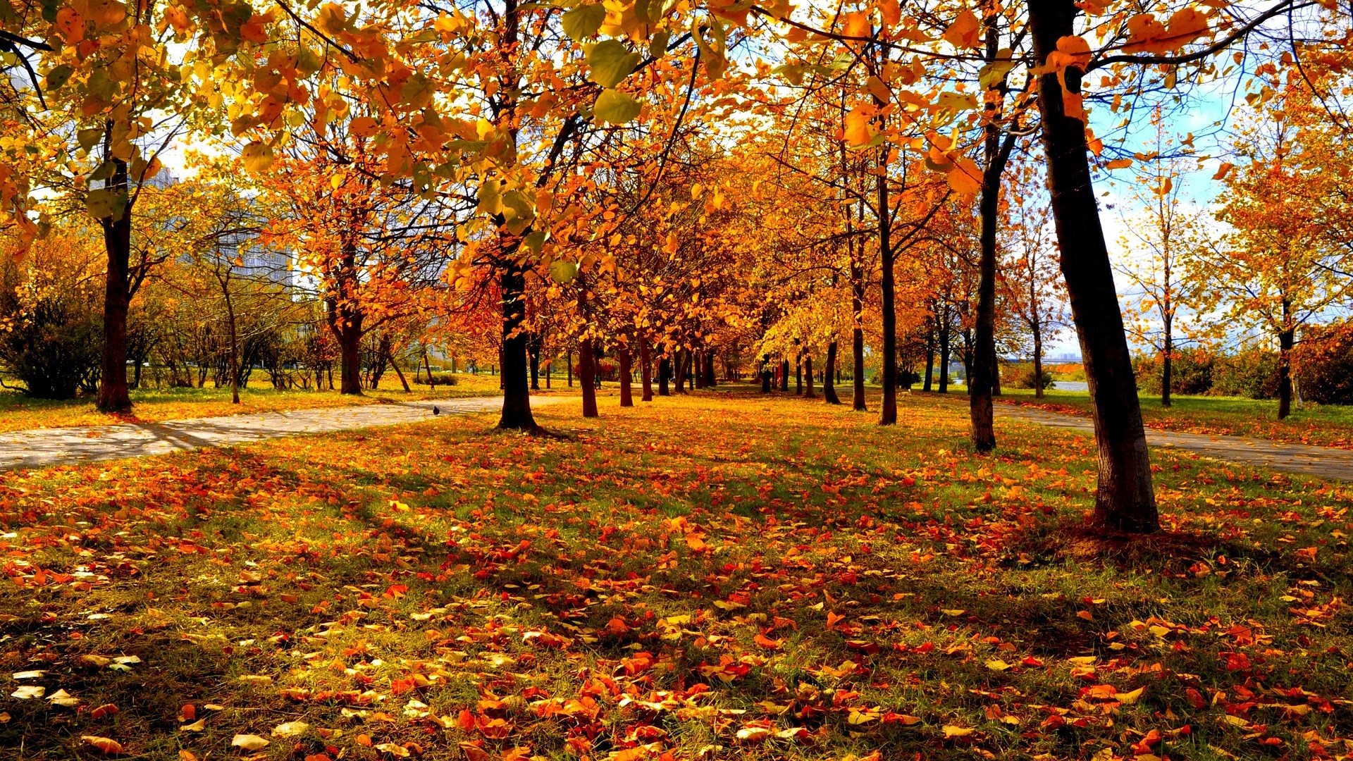 Autumn park with fallen leaves and trees HD Wallpaper