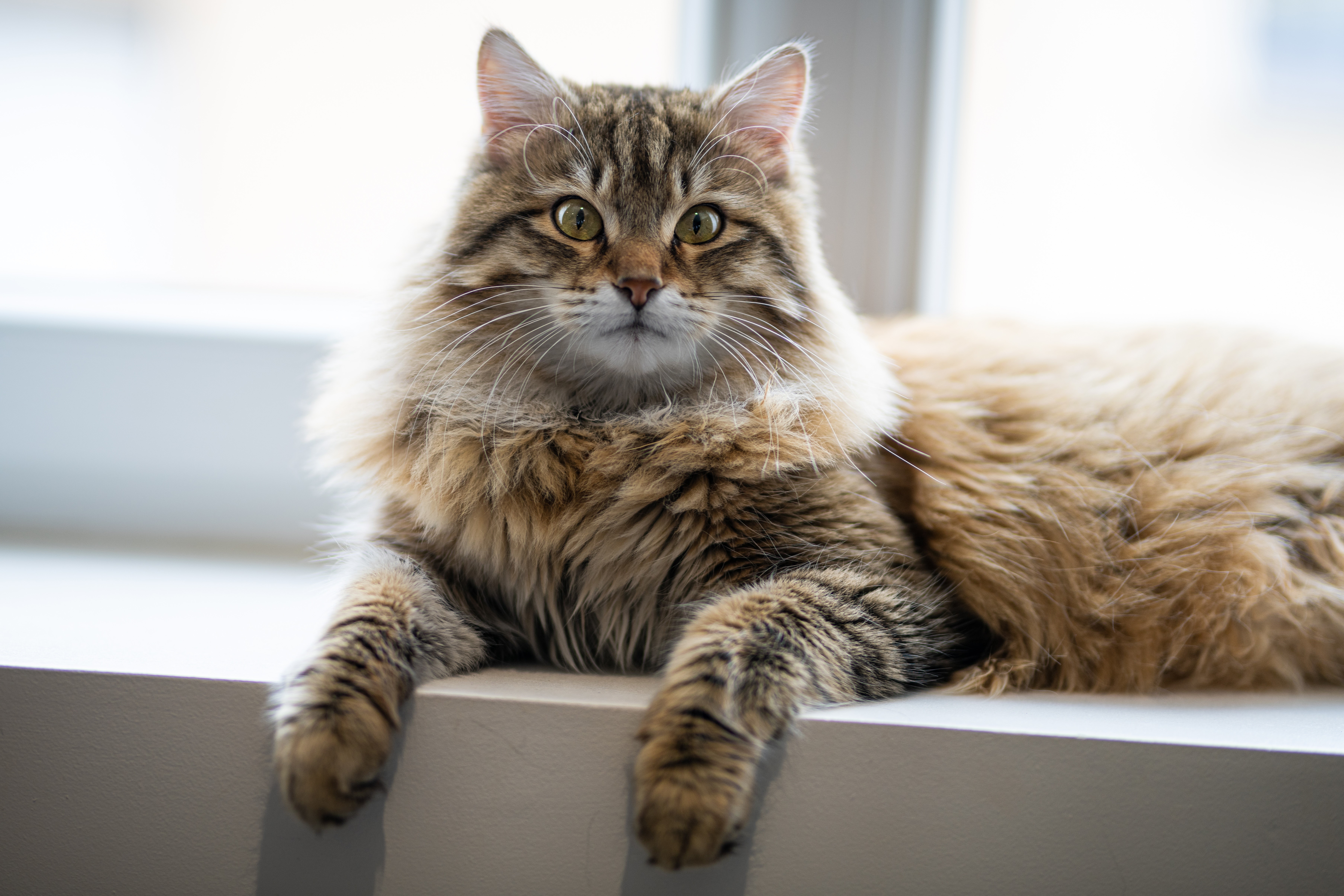 4K Close-Up of Relaxed Cat with Fluffy Paws HD Wallpaper
