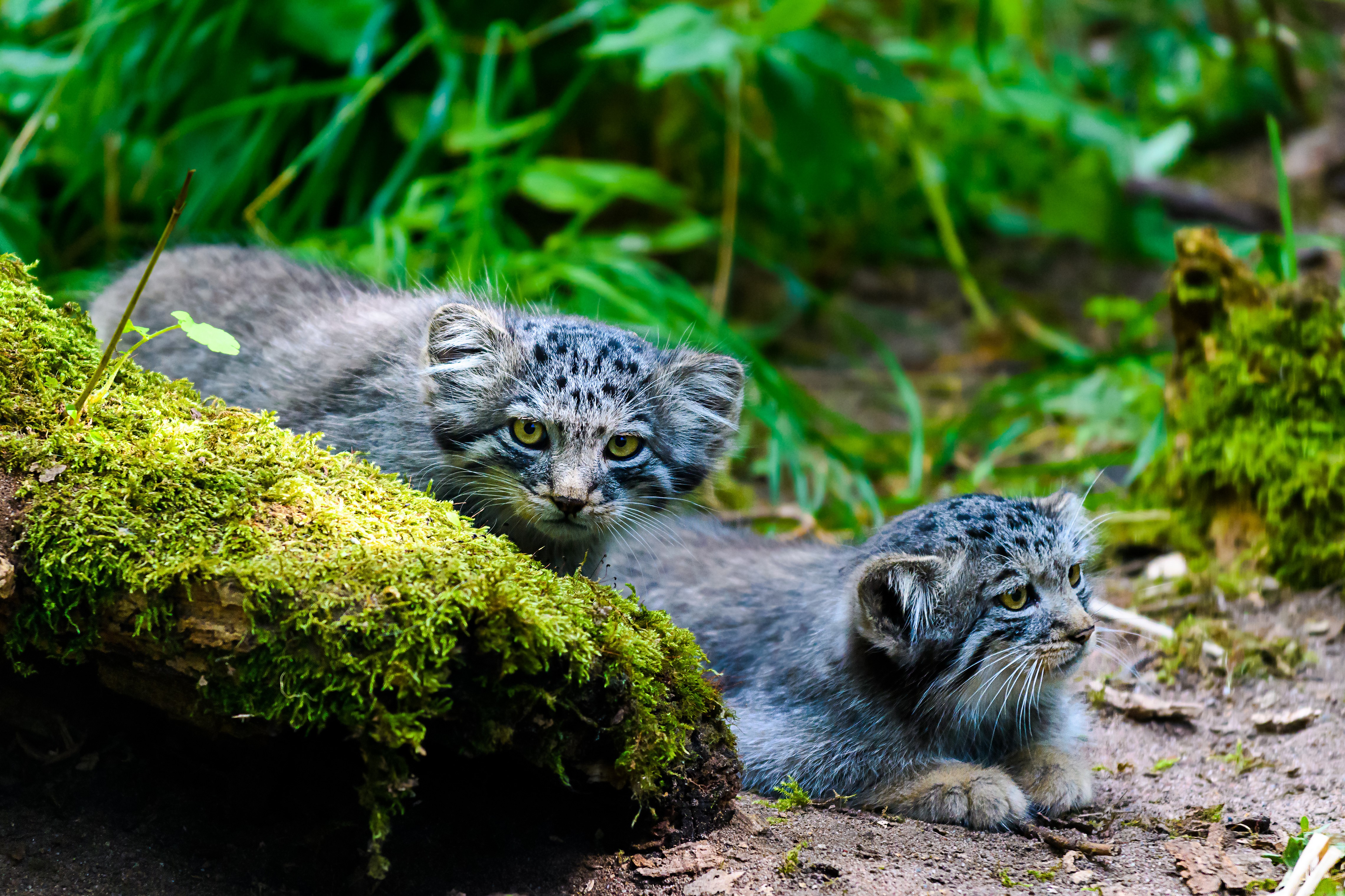 Two Pallas Cats on Mossy Log HD Wallpaper