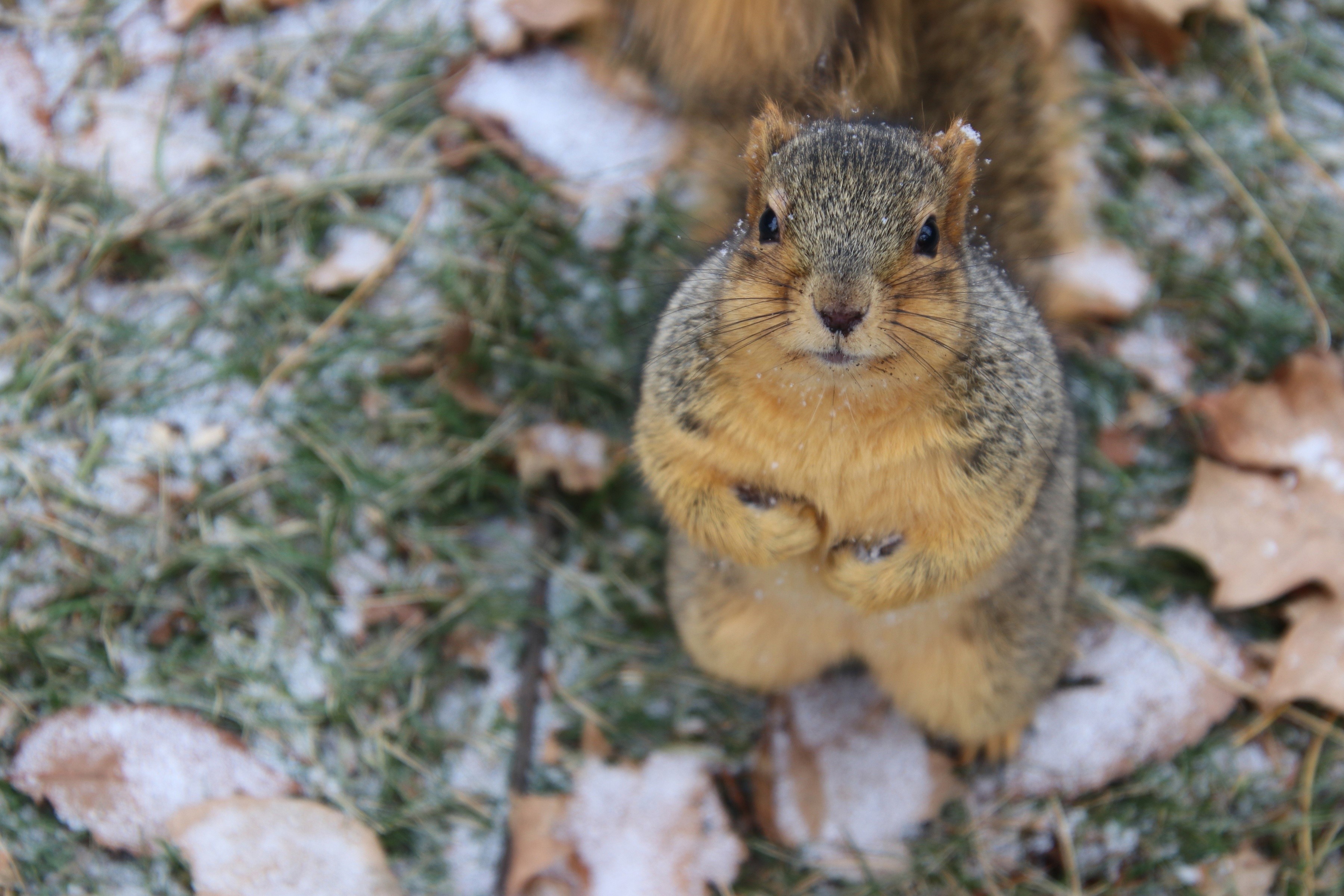 Squirrel looking at the camera in the snow HD Wallpaper