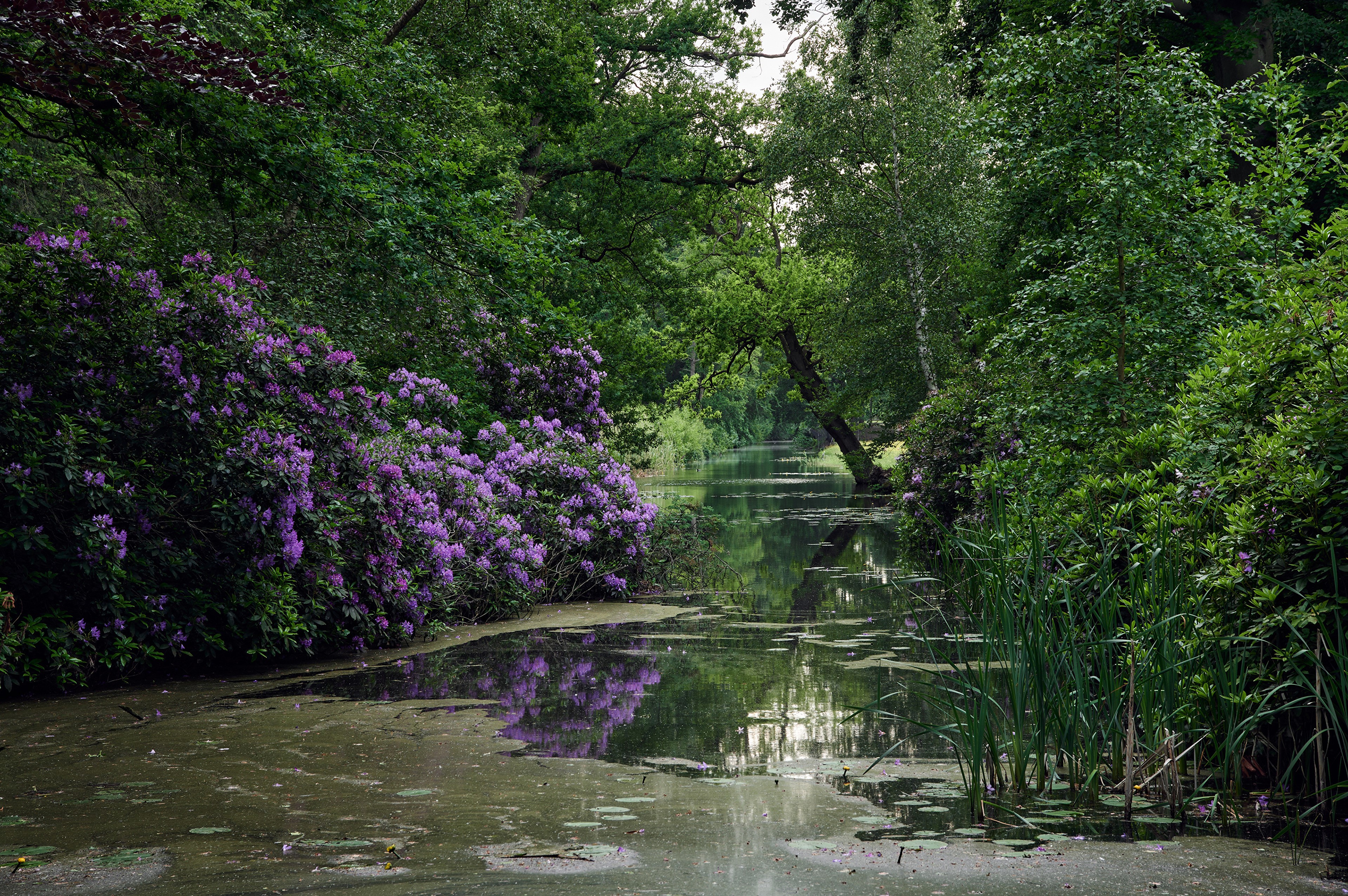 Canal with Rhododendrons in Noord-Holland, Netherlands HD Wallpaper