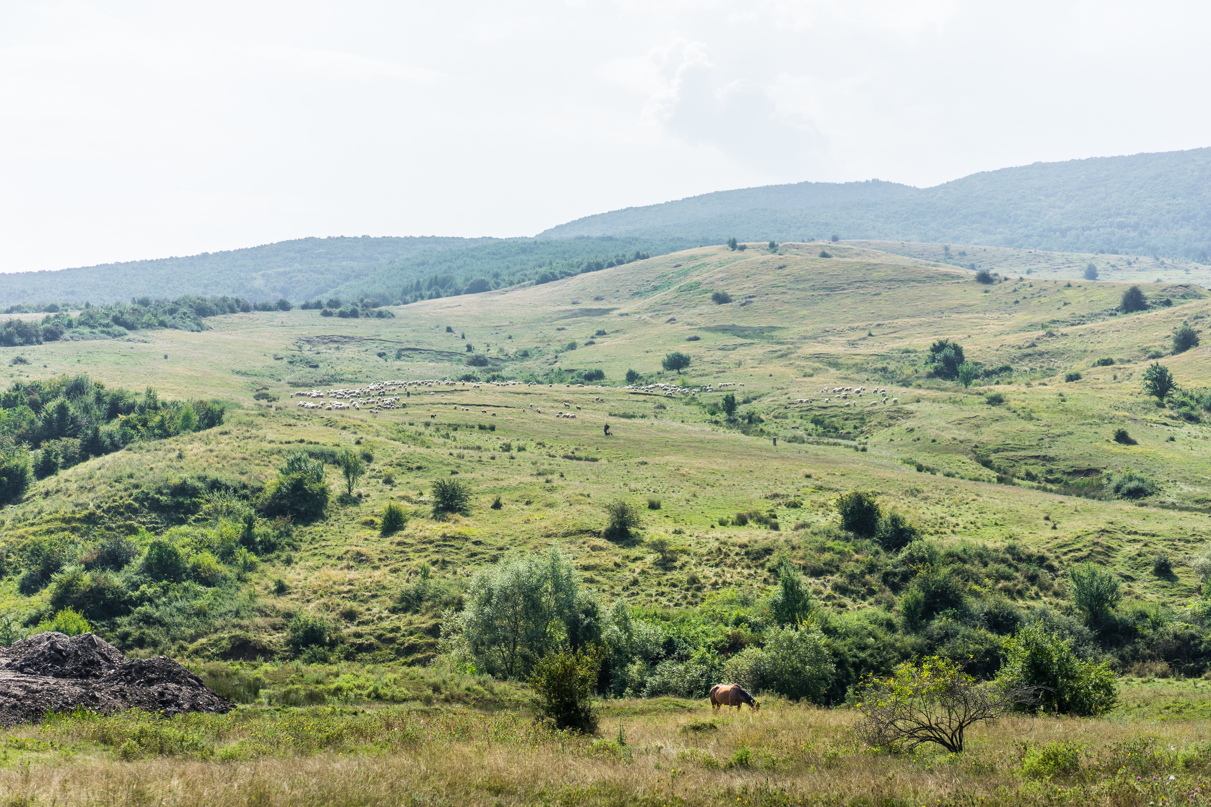 Sheep herd and horse in a hilly landscape HD Wallpaper