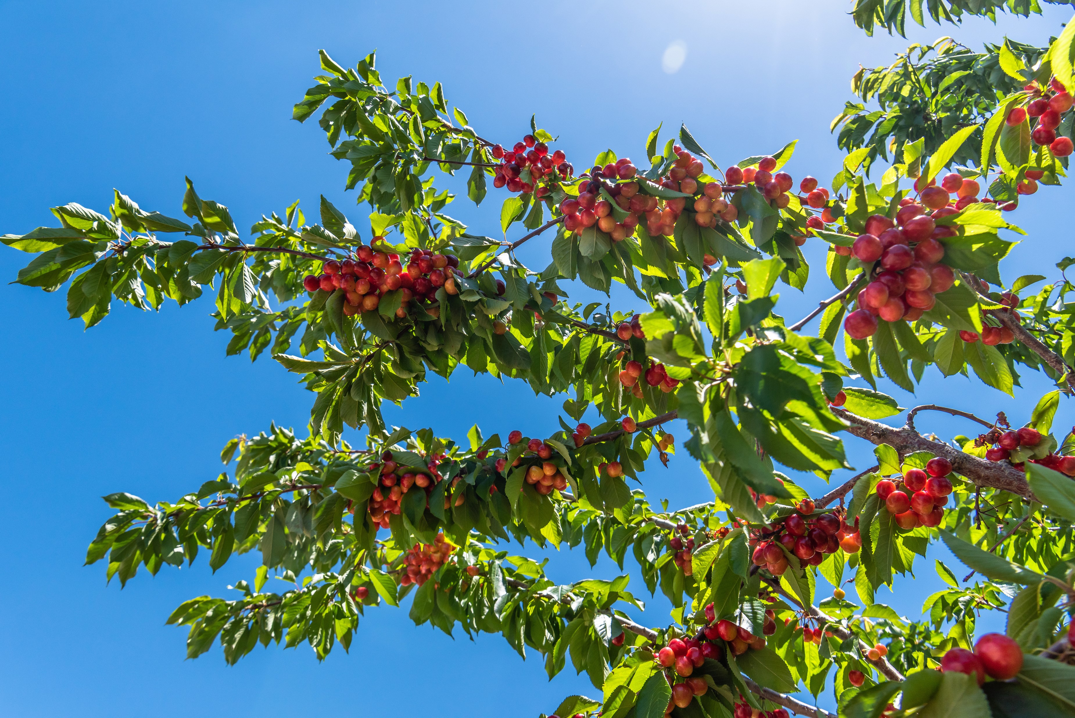 Cherries on branches against a blue sky HD Wallpaper